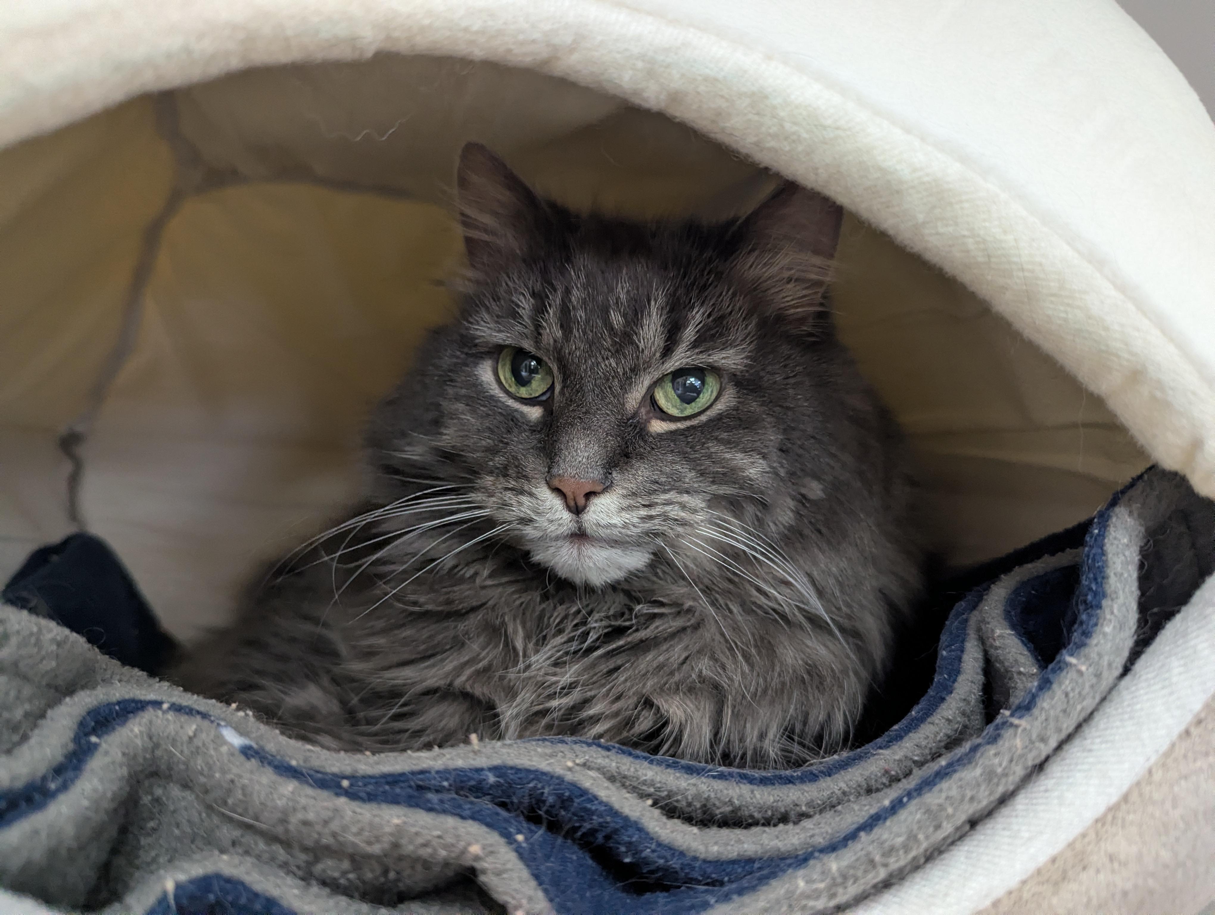 Enlarge Kiki (Front Declawed), a Adoptable Domestic Medium Hair in Oconto, WI image 1/1