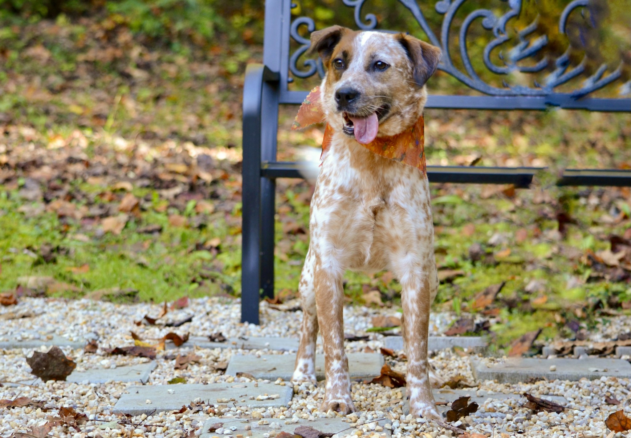 Dog for adoption Amber, an Australian Cattle Dog / Blue Heeler