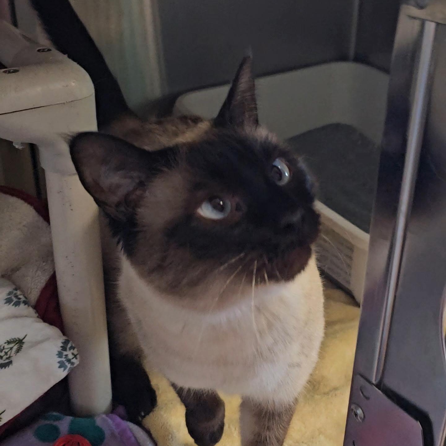Enlarge Nala, an adopted Siamese in Honesdale, PA image 3/4