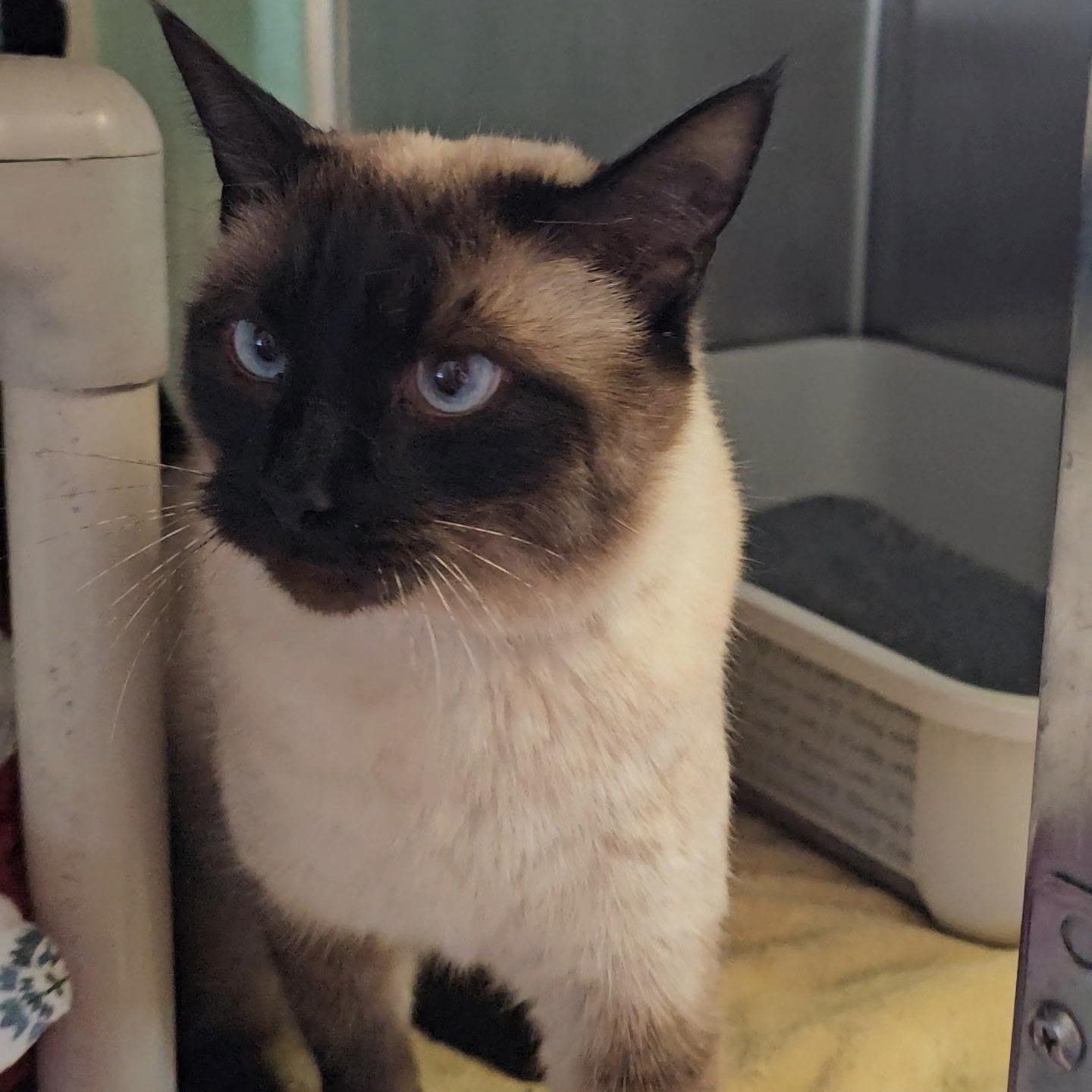 Enlarge Nala, an adopted Siamese in Honesdale, PA image 4/4