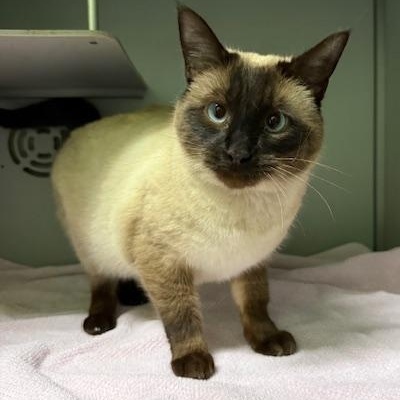 Enlarge Nala, an adopted Siamese in Honesdale, PA image 2/4