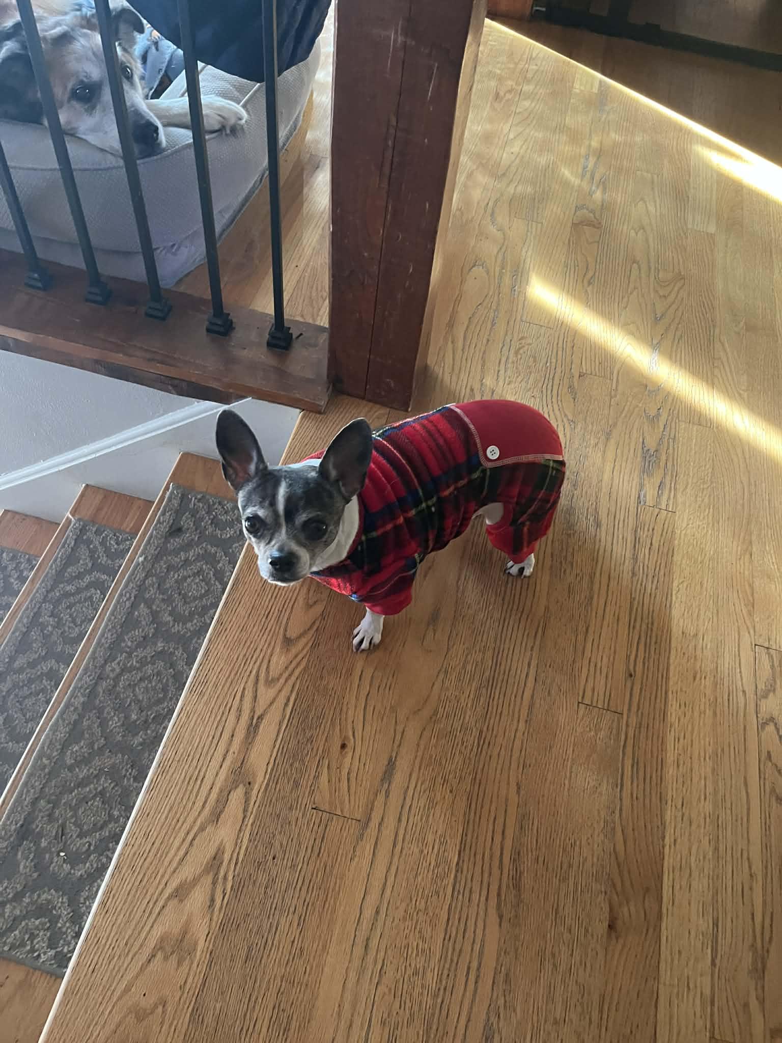 Enlarge Gia - Bonded With Toddy, a ADOPTABLE mixed breed in Whitewater, WI image 2/6