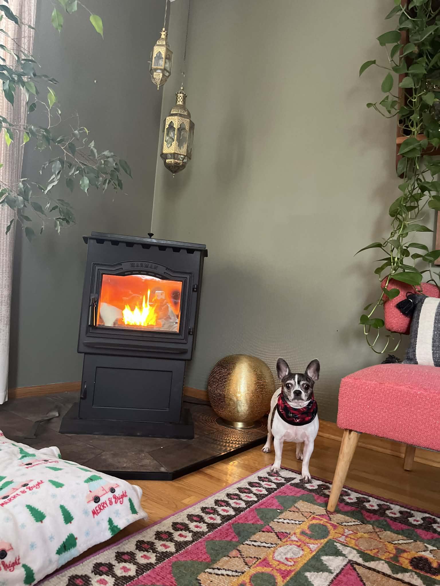 Enlarge Gia - Bonded With Toddy, a ADOPTABLE mixed breed in Whitewater, WI image 6/6