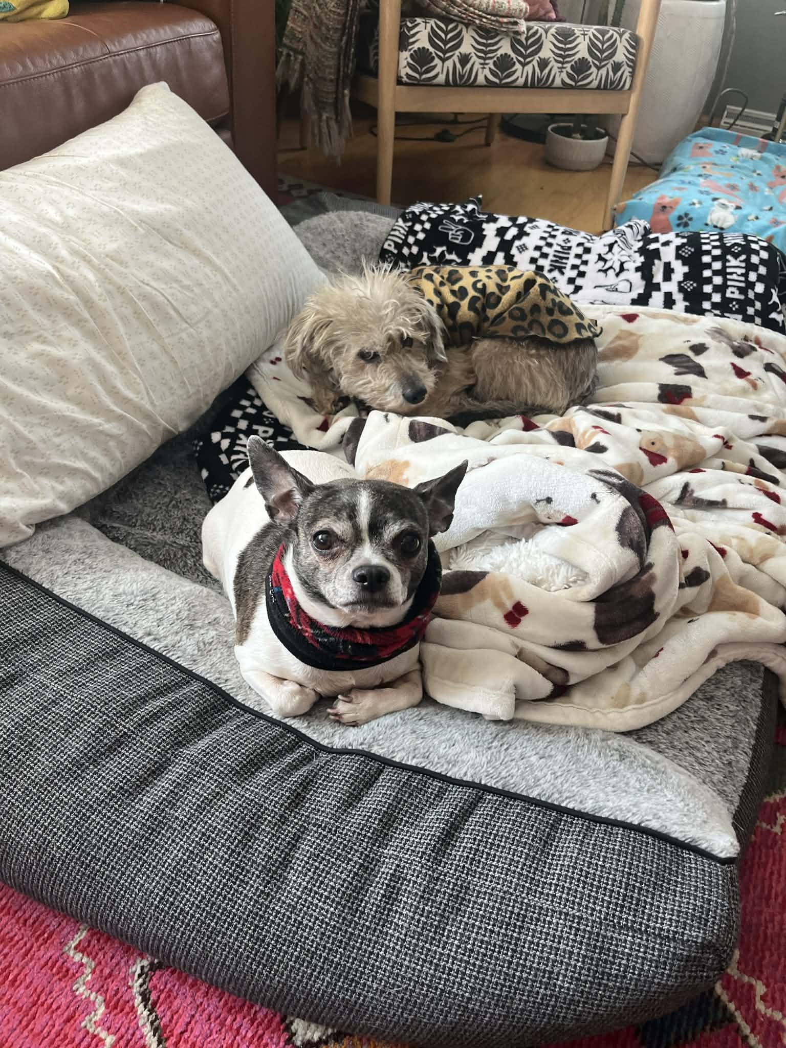 Enlarge Gia - Bonded With Toddy, a ADOPTABLE mixed breed in Whitewater, WI image 5/6