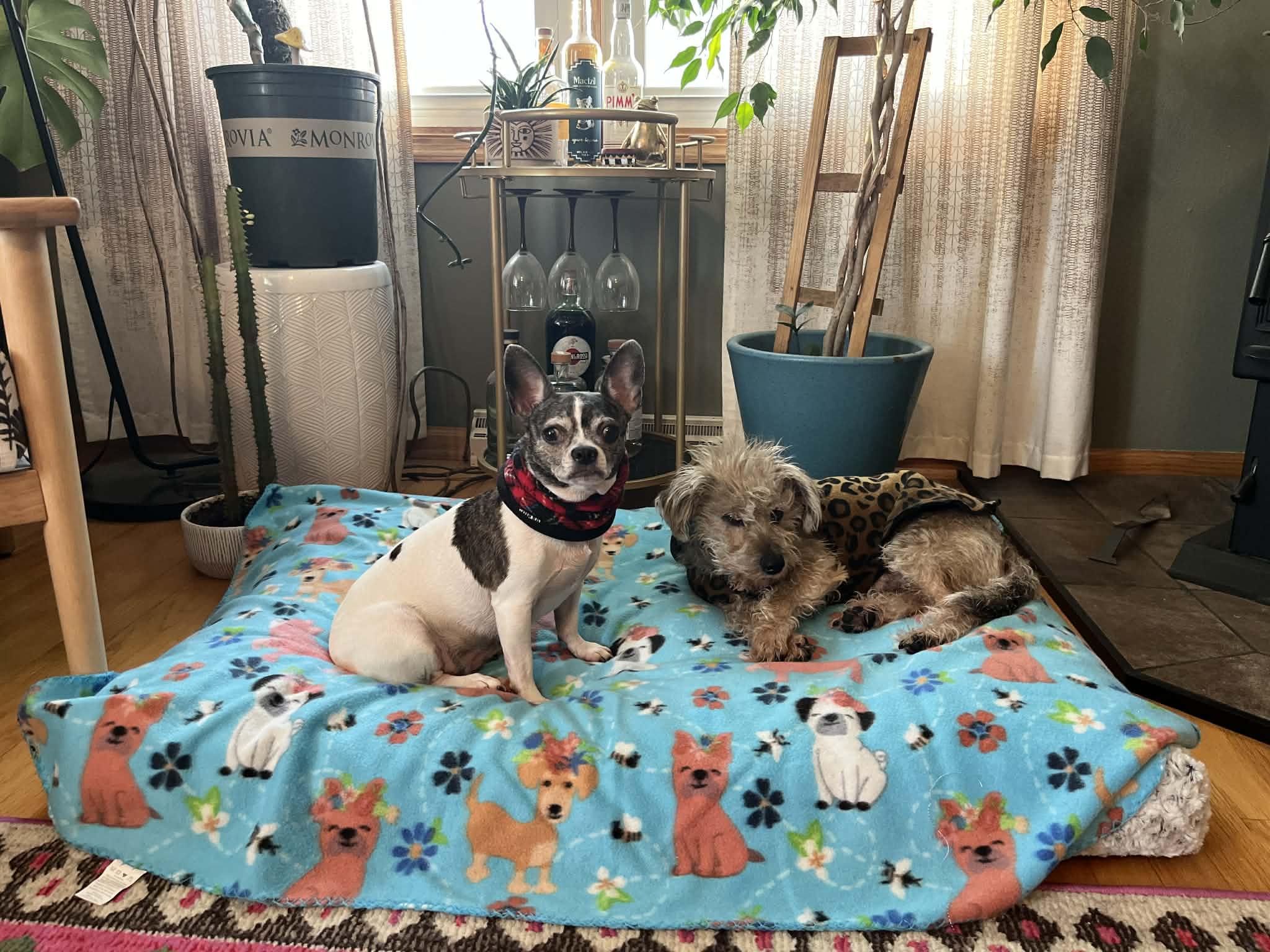 Enlarge Gia - Bonded With Toddy, a ADOPTABLE mixed breed in Whitewater, WI image 3/6