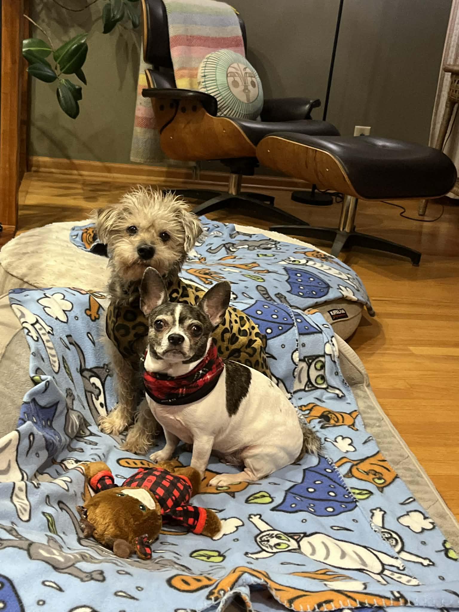 Enlarge Gia - Bonded With Toddy, a ADOPTABLE mixed breed in Whitewater, WI image 4/6