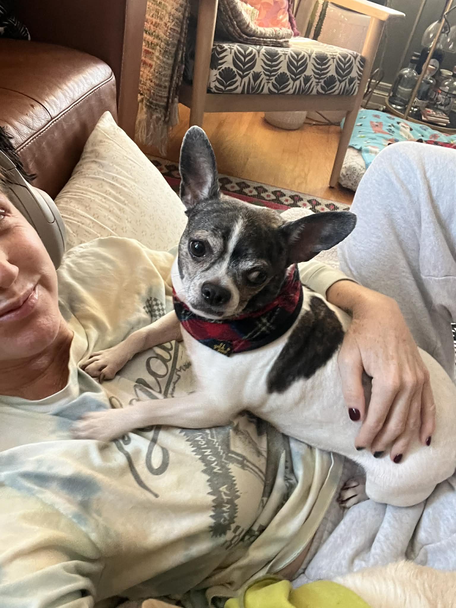 Enlarge Gia - Bonded With Toddy, a ADOPTABLE mixed breed in Whitewater, WI image 1/6