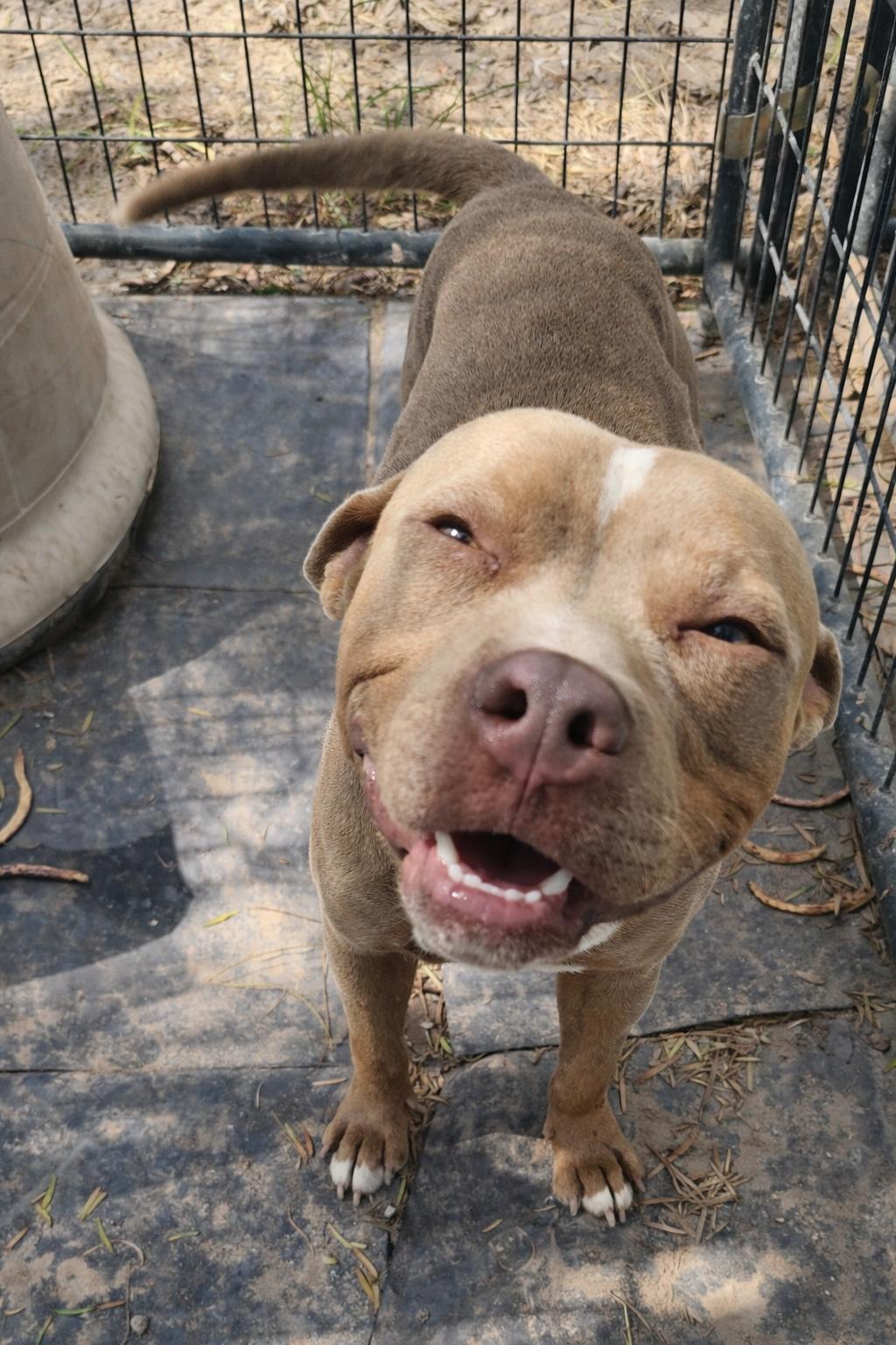 Enlarge Buddy, a Adoptable American Bully in McAllen, TX image 2/2