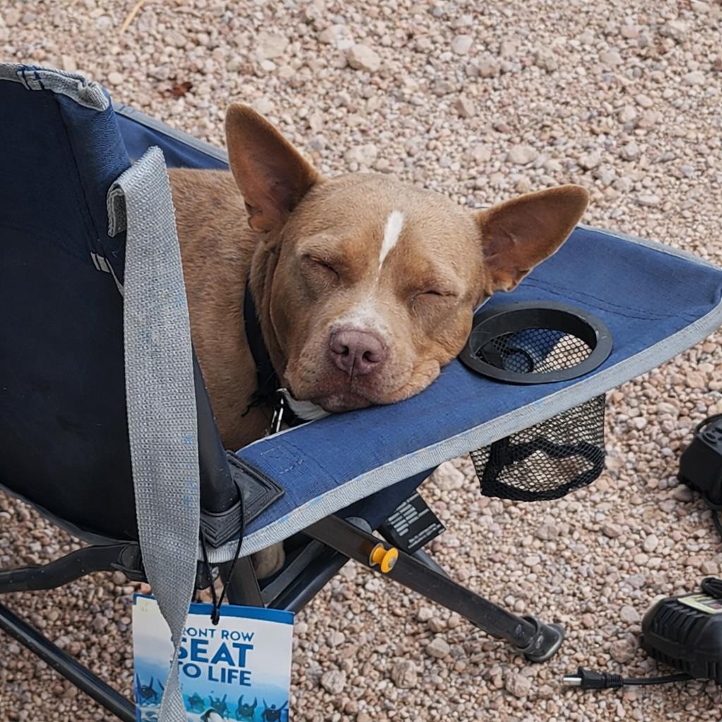 Enlarge Buddy, a Adoptable American Bully in McAllen, TX image 1/2