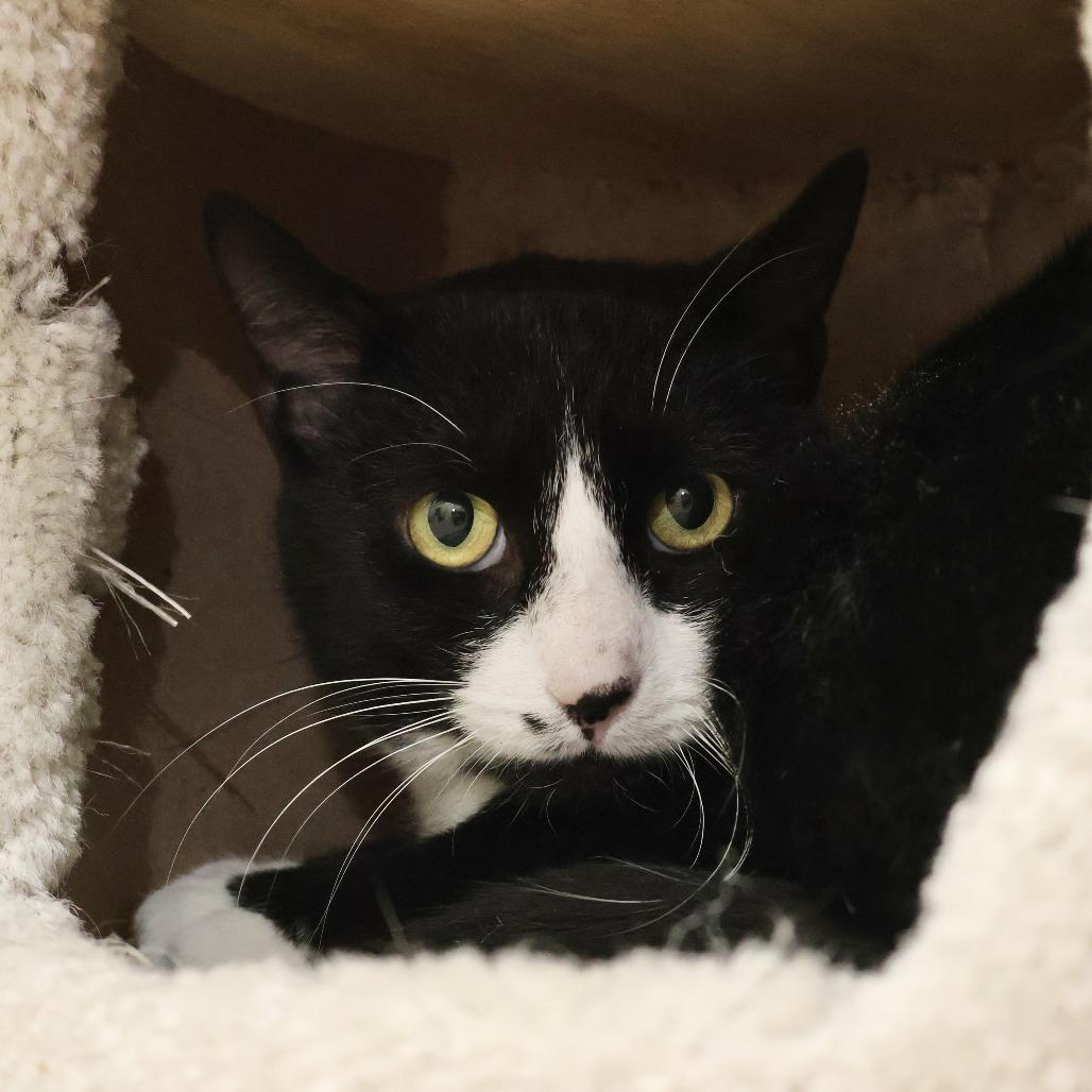 Enlarge Huxley, a Adoptable Domestic Short Hair in Briarcliff Manor, NY image 1/3