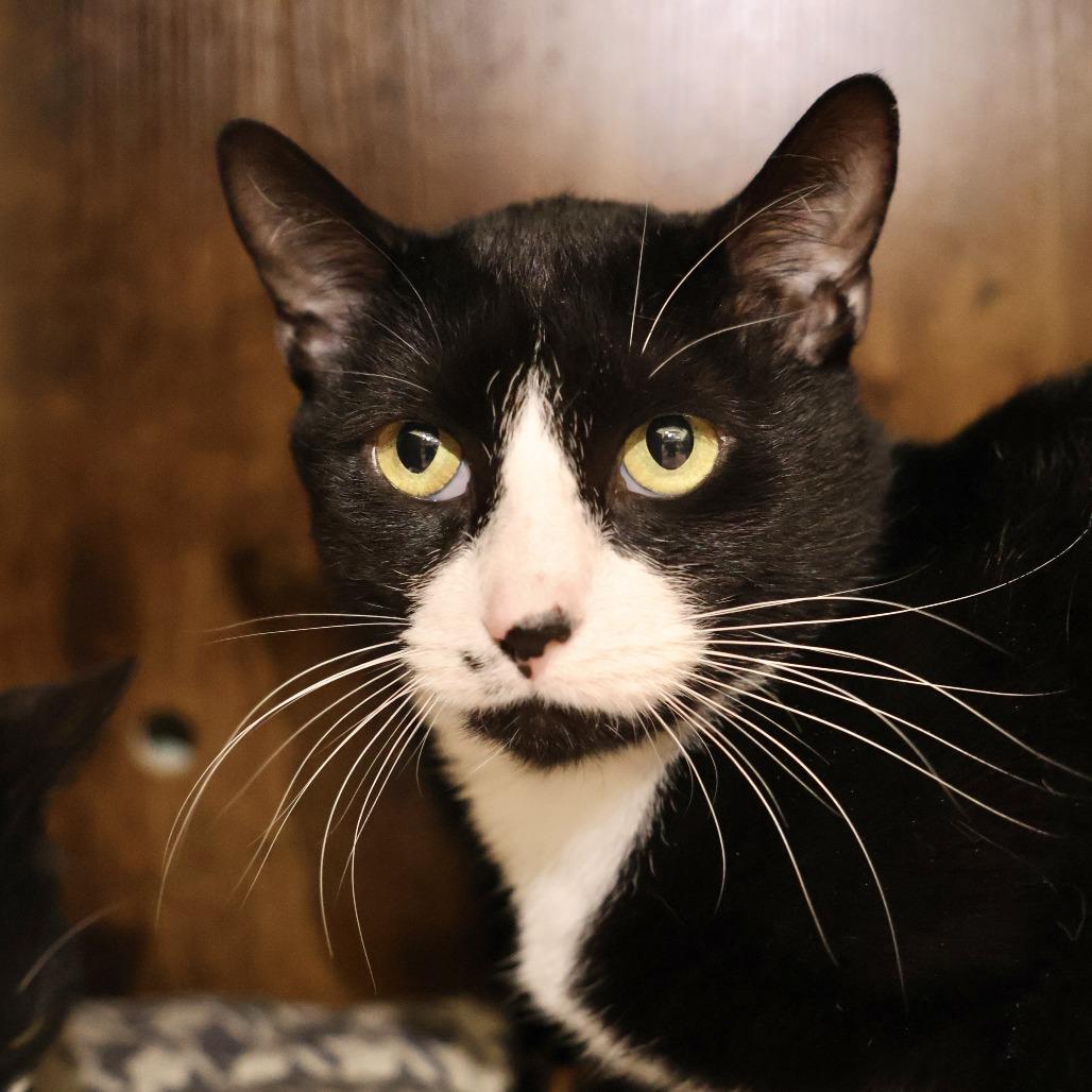 Enlarge Huxley, a Adoptable Domestic Short Hair in Briarcliff Manor, NY image 2/3