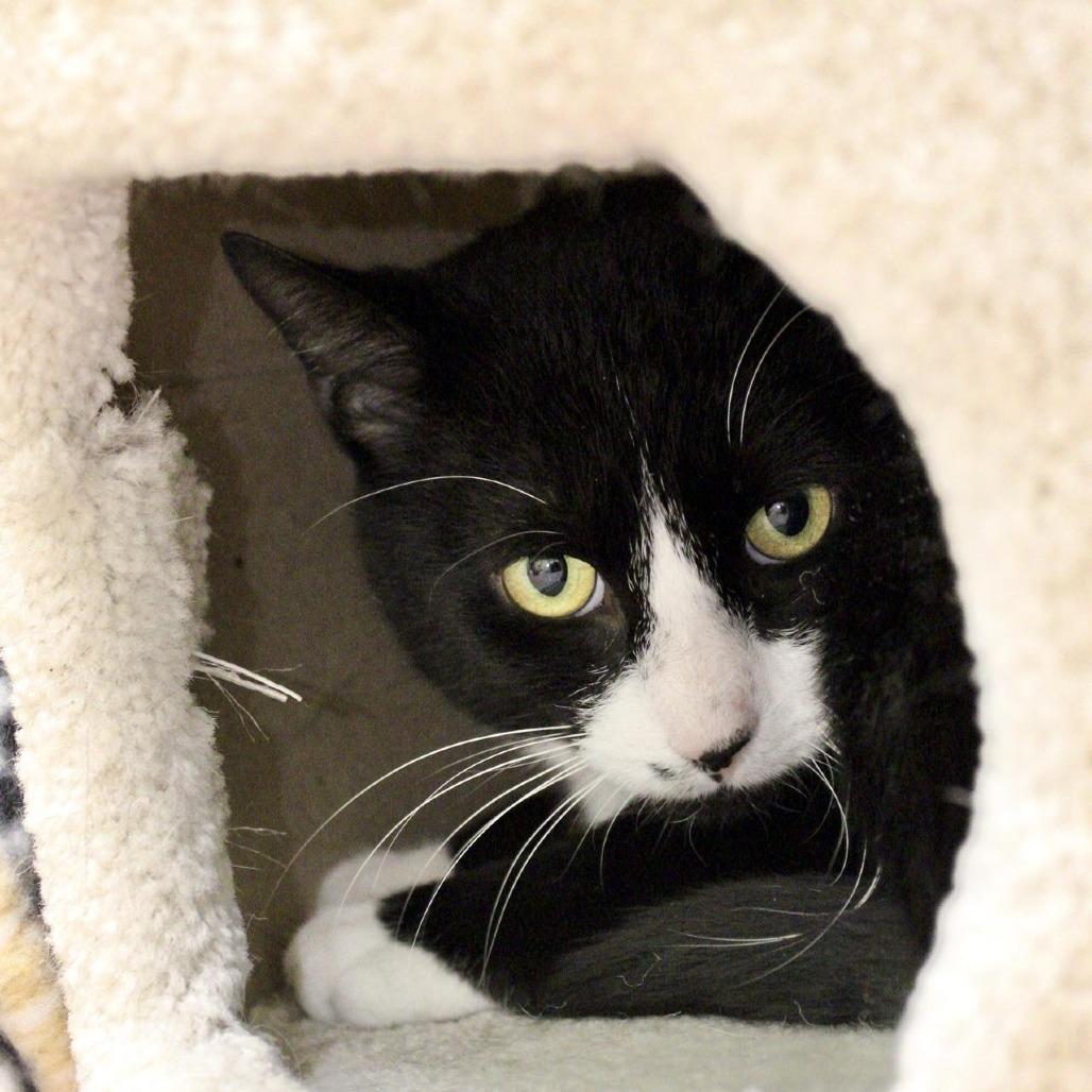 Enlarge Huxley, a Adoptable Domestic Short Hair in Briarcliff Manor, NY image 3/3