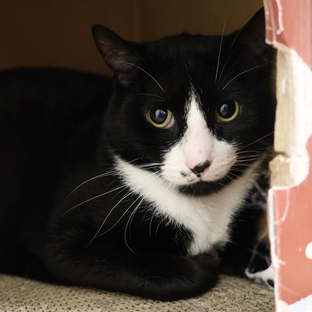 Huxley, a Adoptable Domestic Short Hair in Briarcliff Manor, NY image 4/4