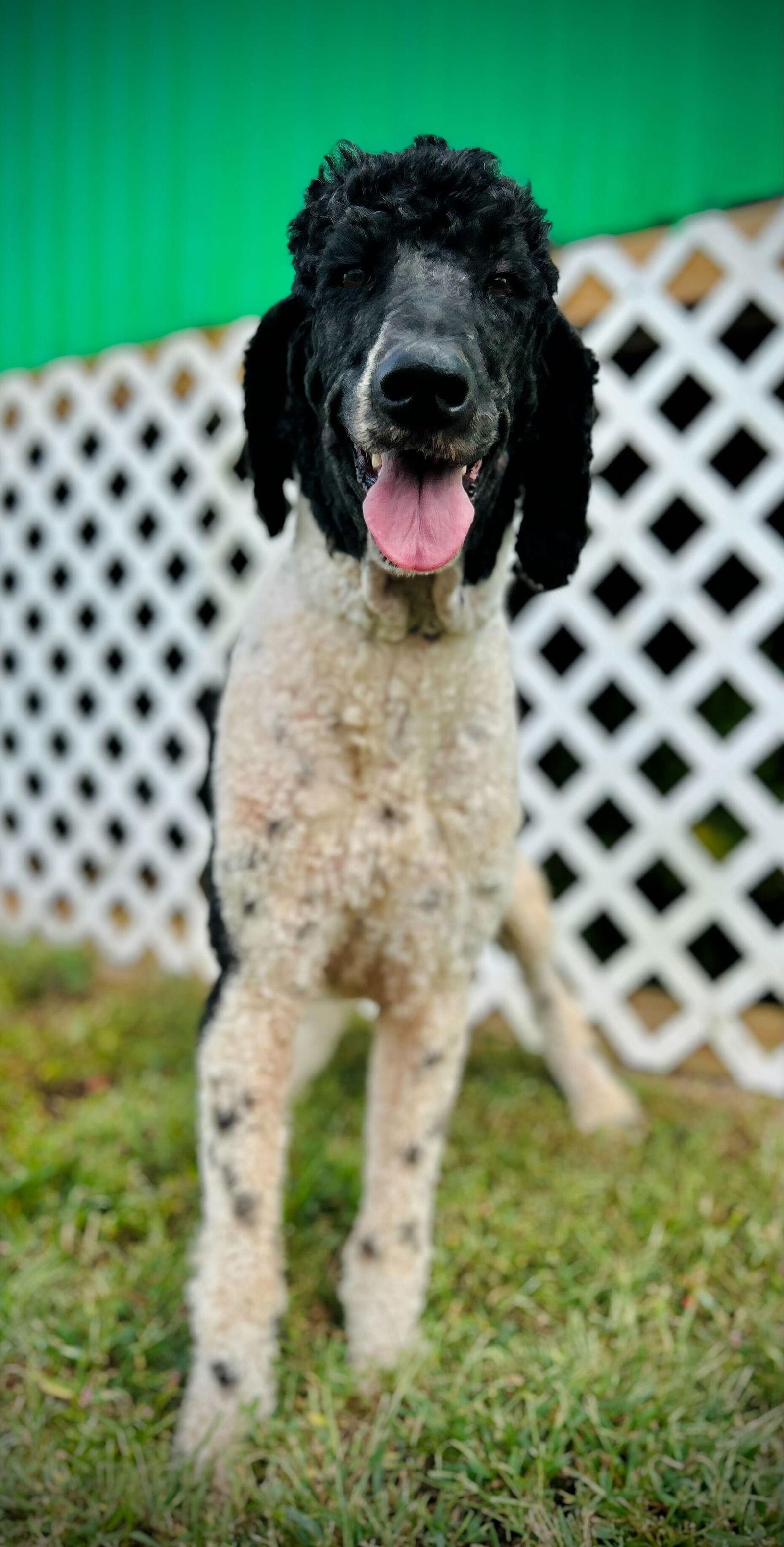 Enlarge Draco - Sep 25, a Adoptable Standard Poodle in Pacolet, SC image 2/3