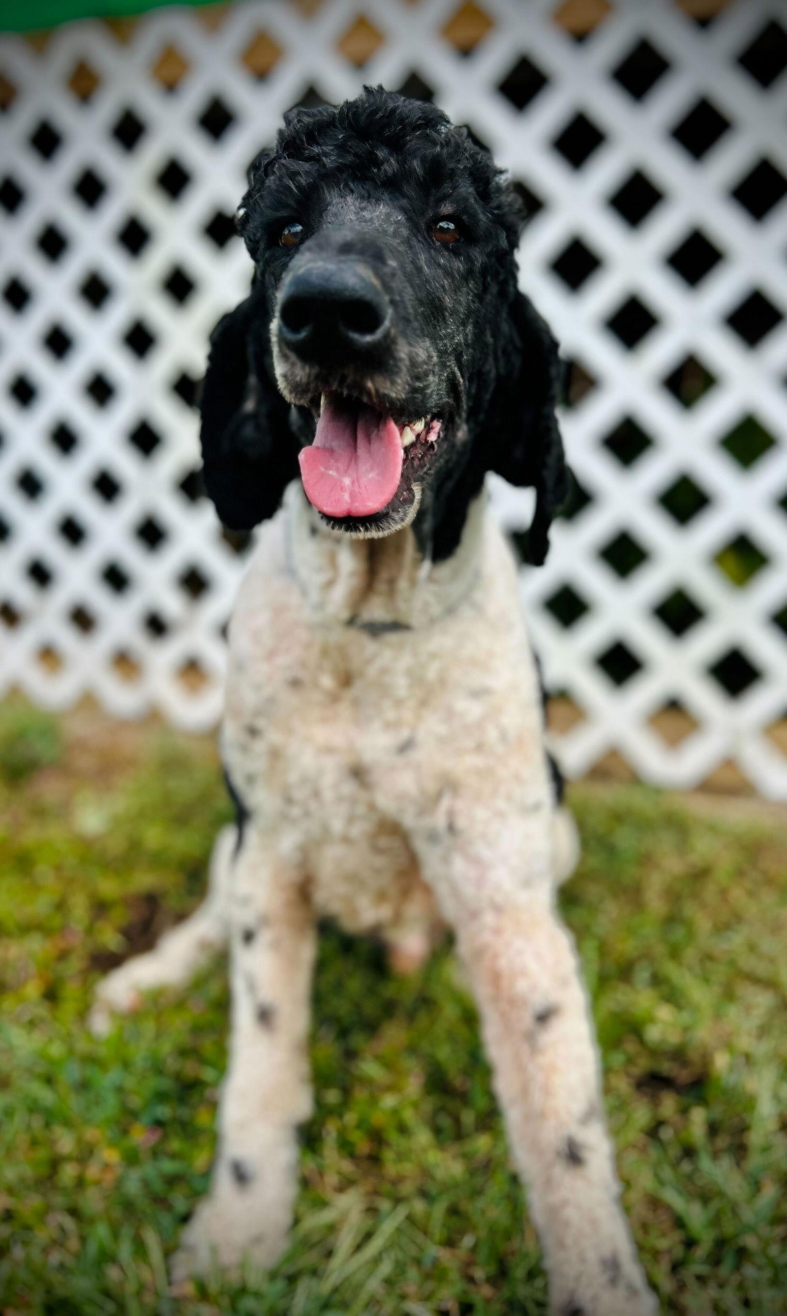 Enlarge Draco - Sep 25, a Adoptable Standard Poodle in Pacolet, SC image 3/3