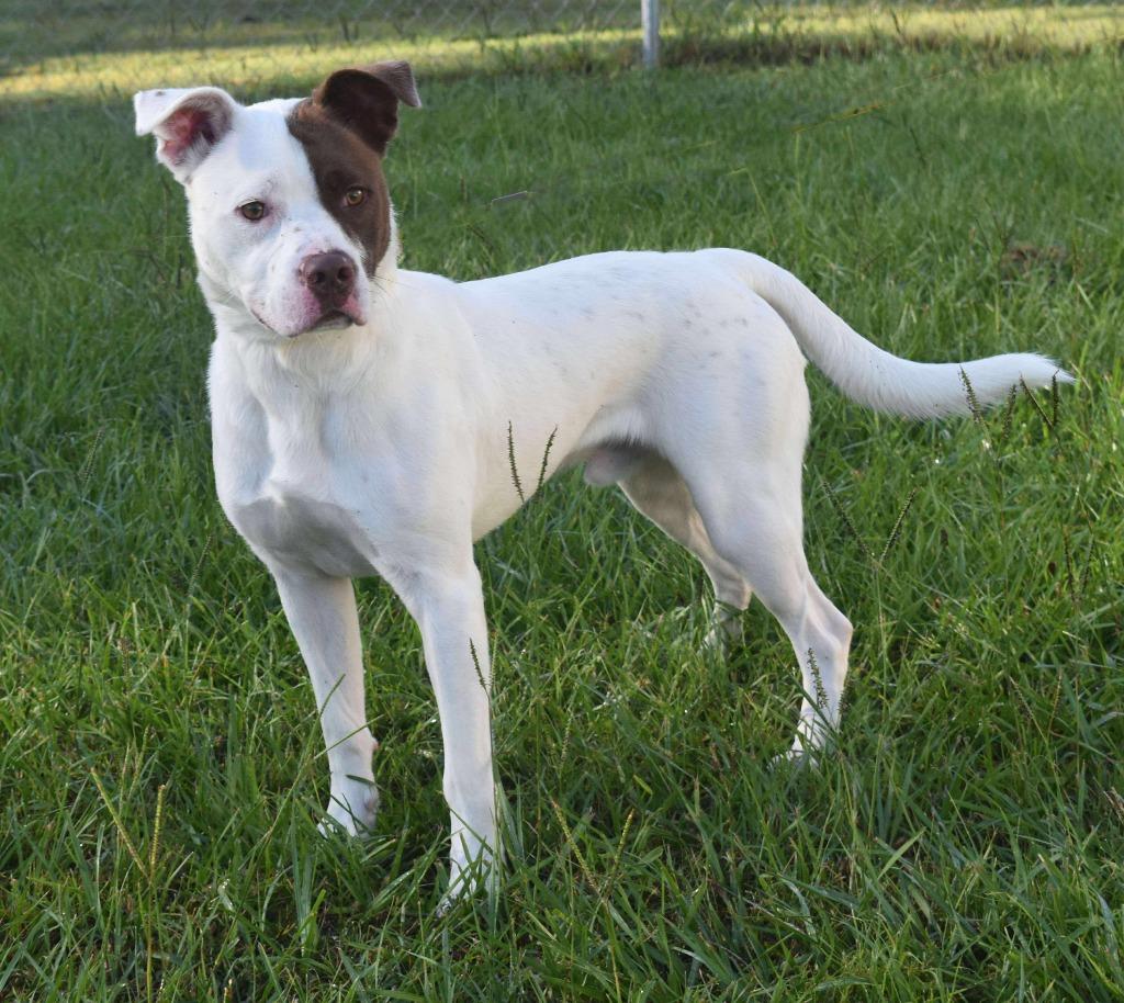 Milo, Adoptable, Young Male Mixed Breed.