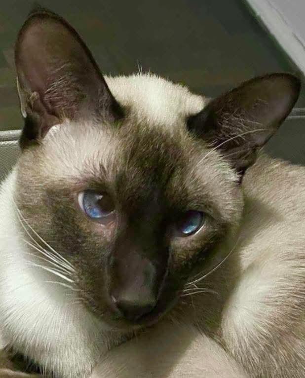 Enlarge Garçon , a ADOPTABLE Siamese in Kirkland, QC image 1/1