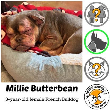 MILLIE BUTTERBEAN, ADOPTABLE, Adult Female French Bulldog.