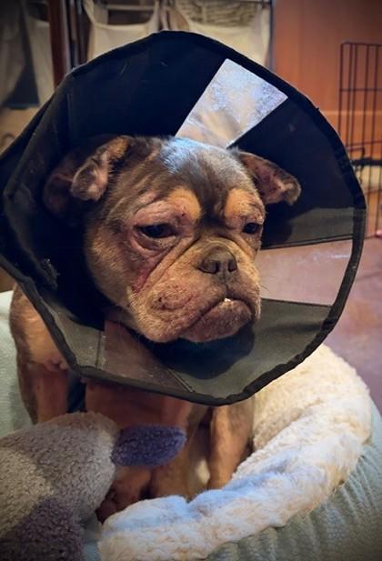 MILLIE BUTTERBEAN, a ADOPTABLE French Bulldog in Bonney Lake, WA image 2/2