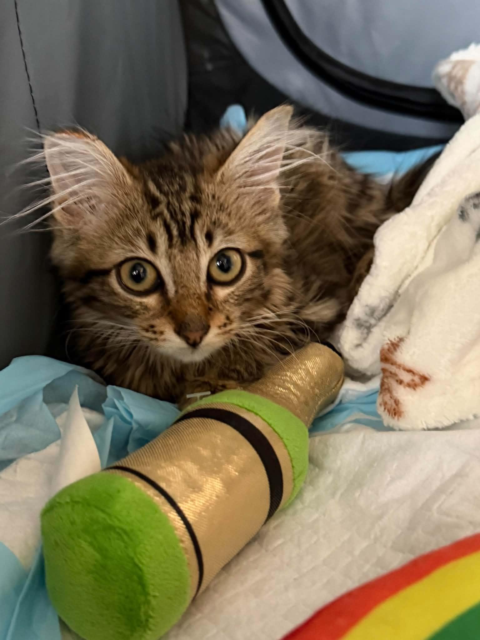 Bounce, Adopted, Kitten Female Tabby & Domestic Long Hair.