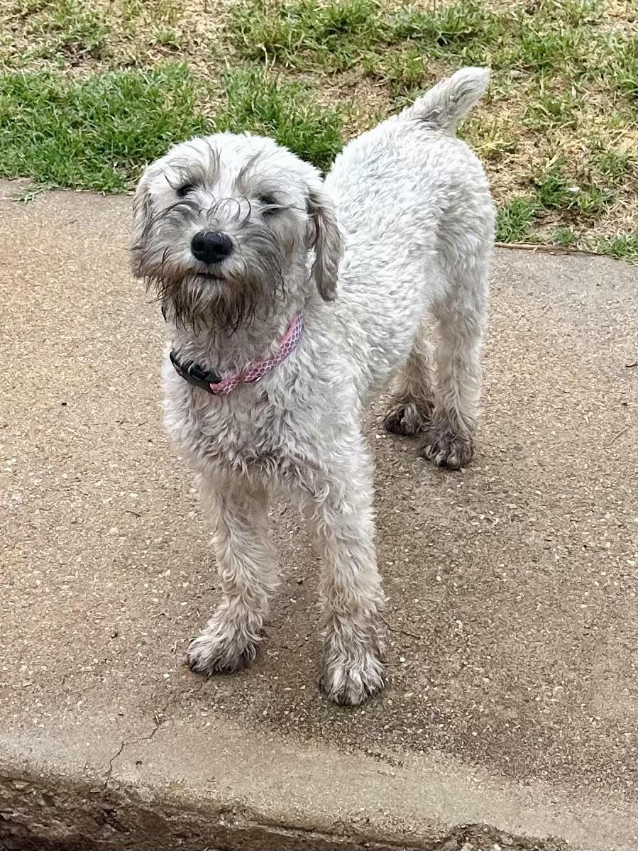 Enlarge Mia, an adopted Miniature Schnauzer in Huntington Beach, CA image 3/5