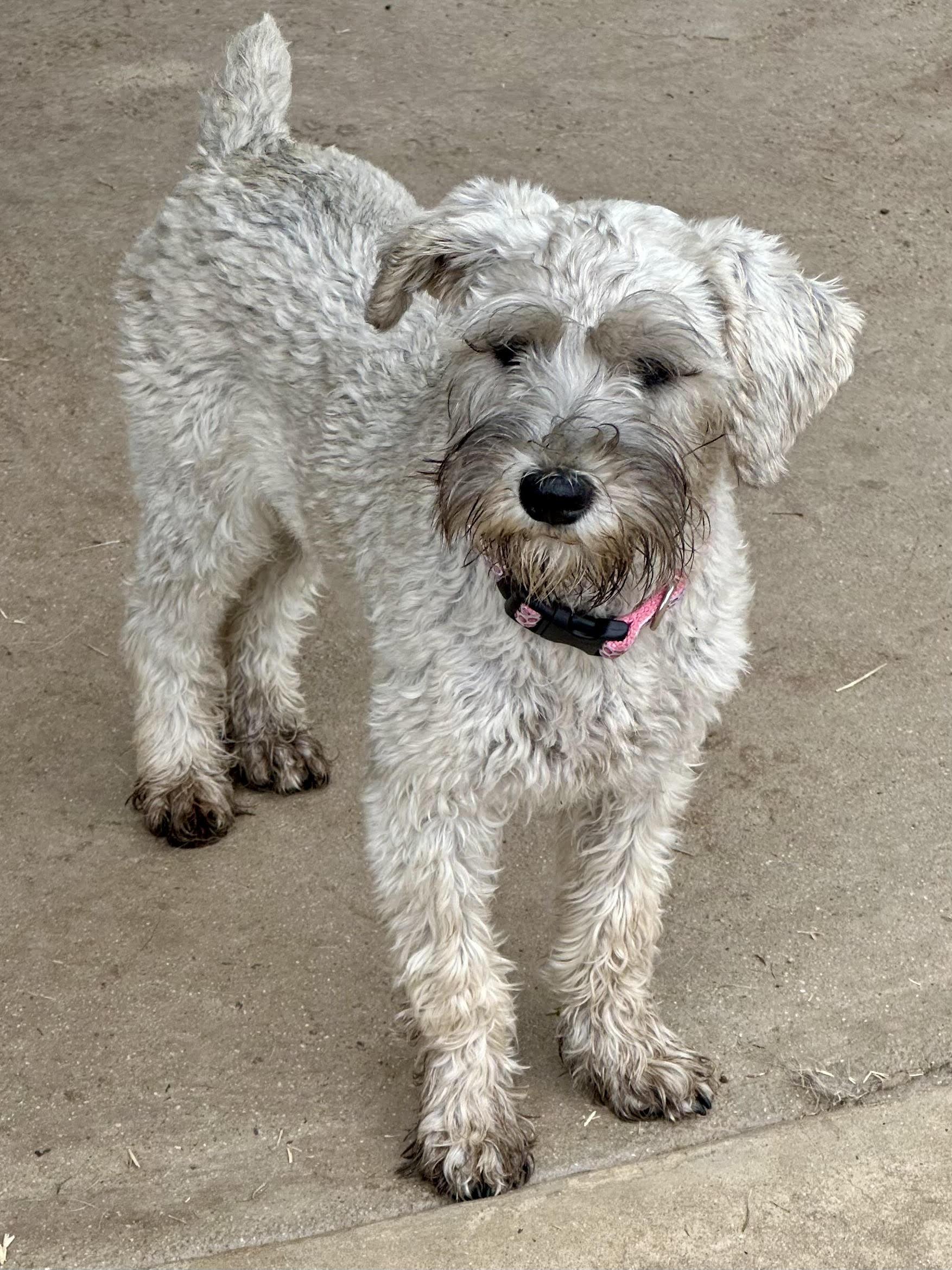 Enlarge Mia, an adopted Miniature Schnauzer in Huntington Beach, CA image 4/5