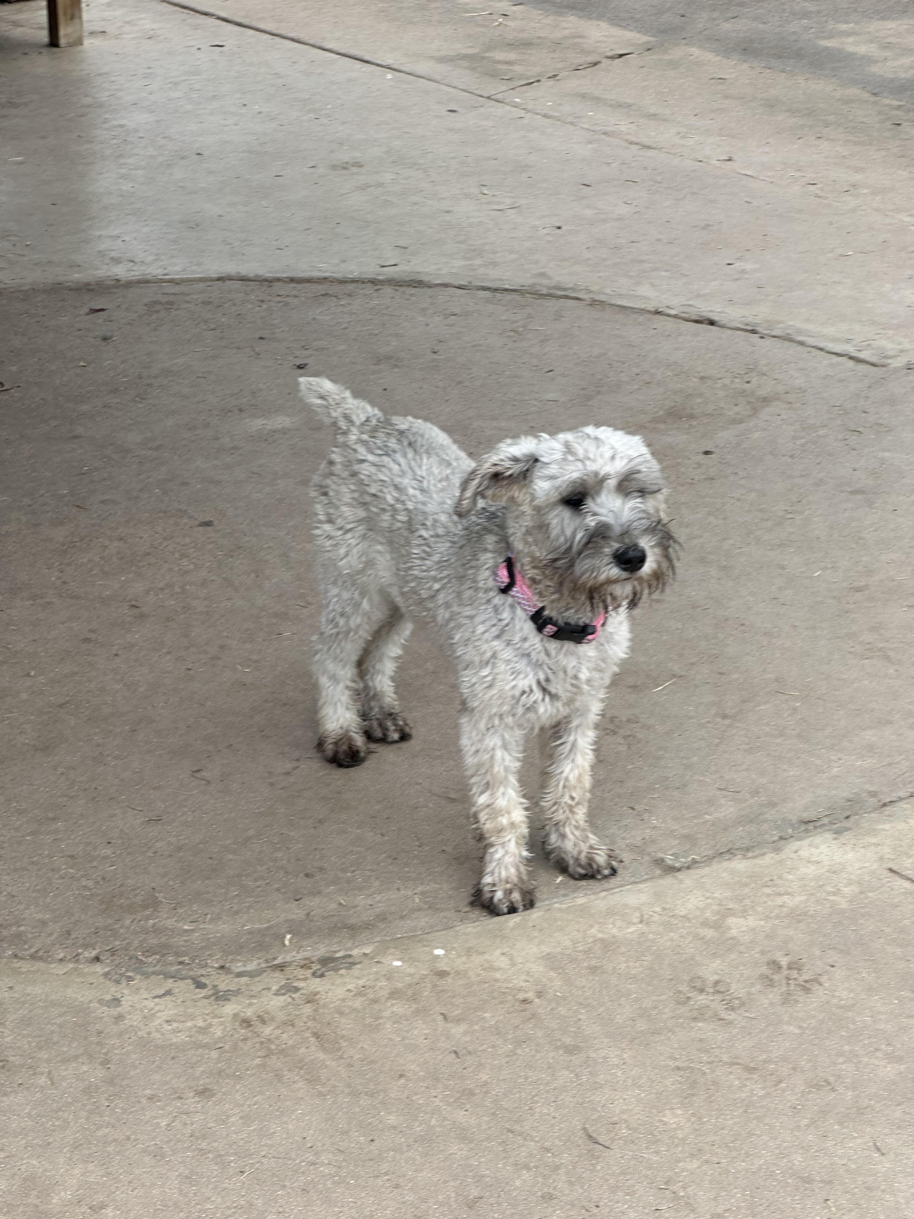 Enlarge Mia, an adopted Miniature Schnauzer in Huntington Beach, CA image 5/5