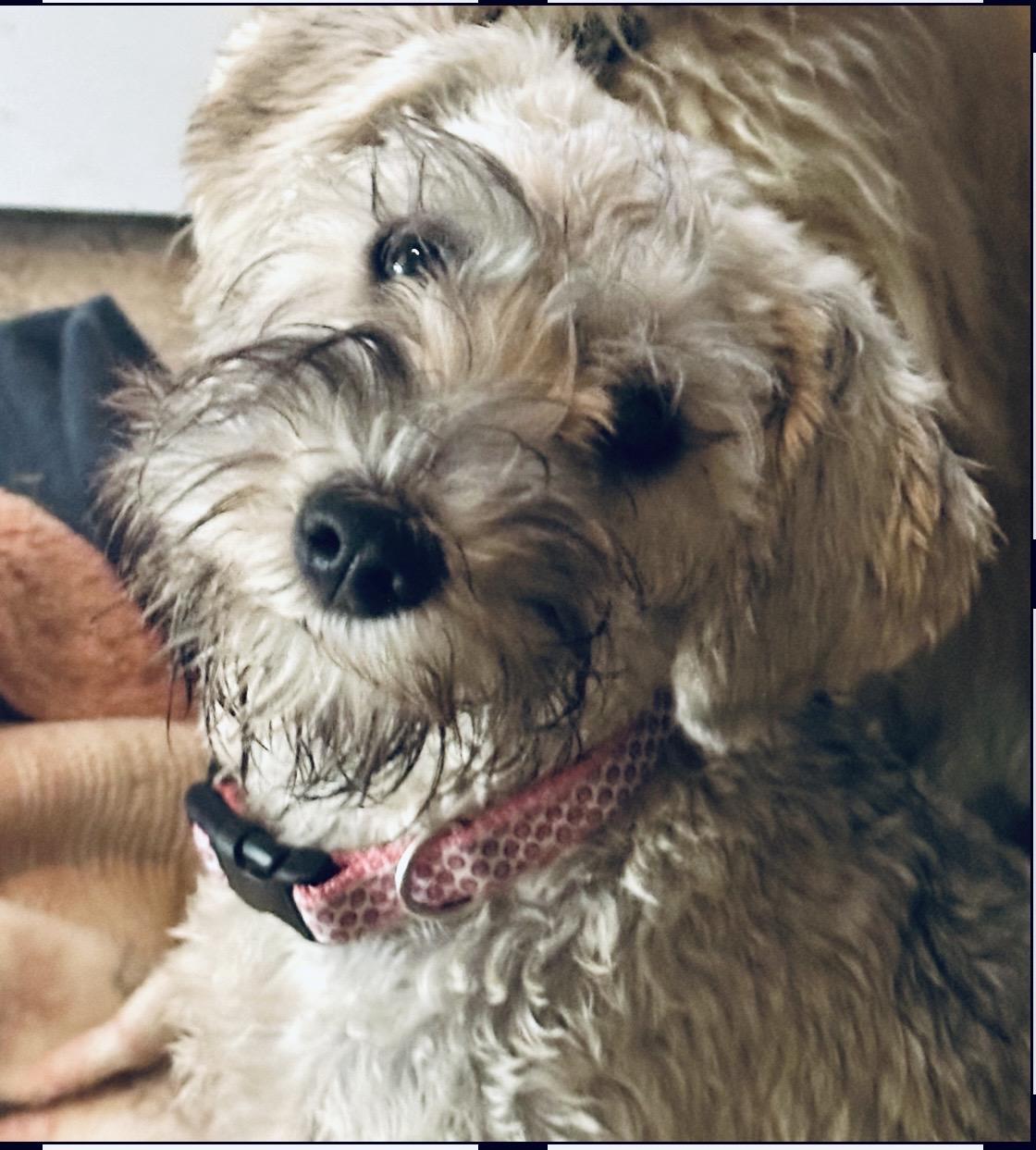 Enlarge Mia, an adopted Miniature Schnauzer in Huntington Beach, CA image 1/5