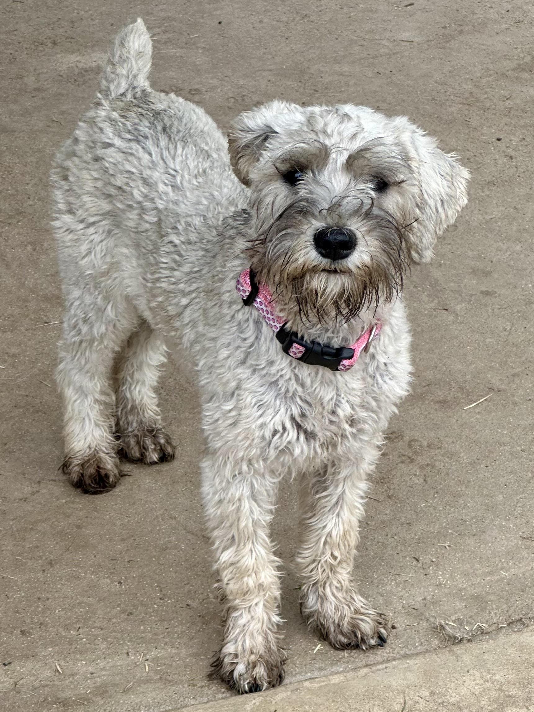 Enlarge Mia, an adopted Miniature Schnauzer in Huntington Beach, CA image 2/5