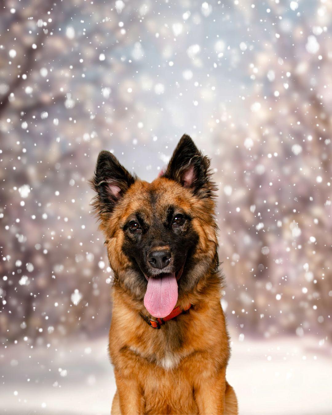 Enlarge Lou Lou, an adopted mixed breed in Oak Ridge, TN image 2/4