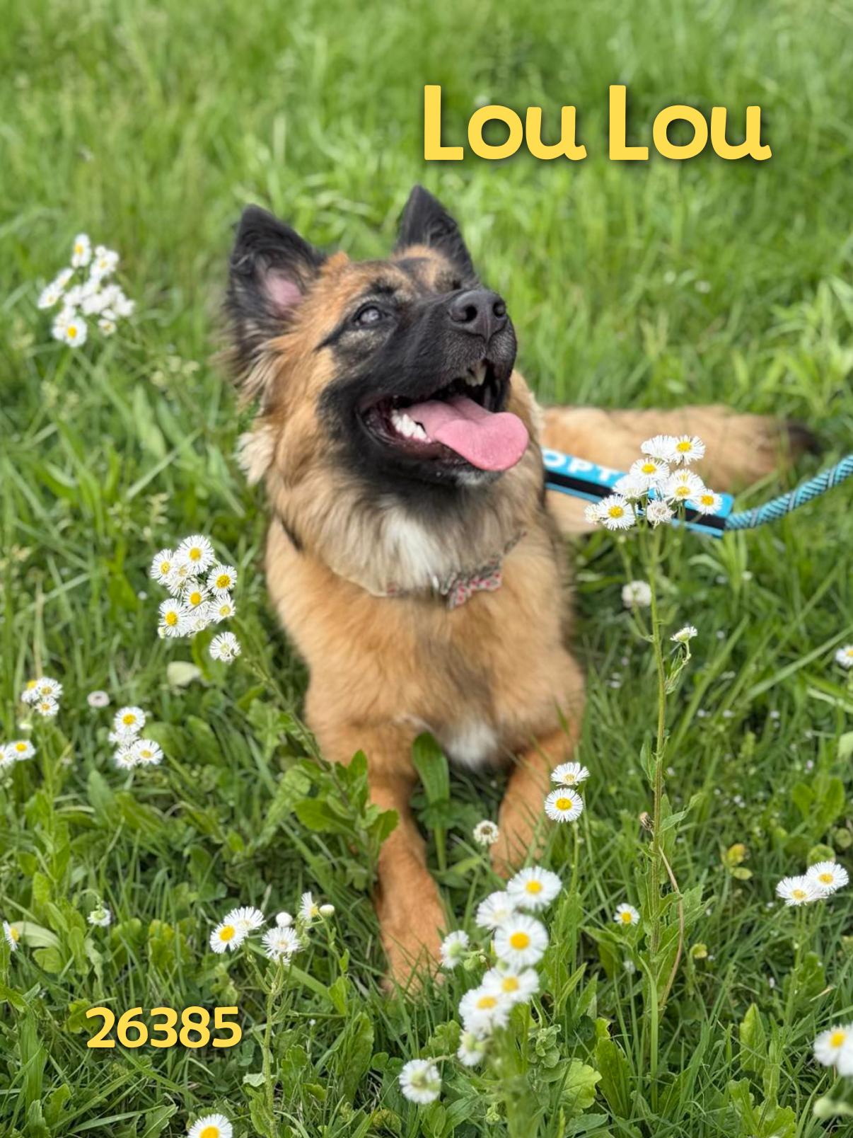 Lou Lou, adopted, Young Female German Shepherd Dog.