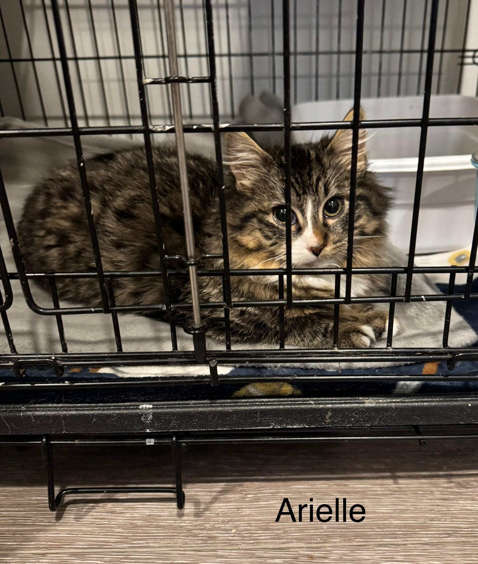 Arielle, ADOPTABLE, Young Female Domestic Medium Hair.
