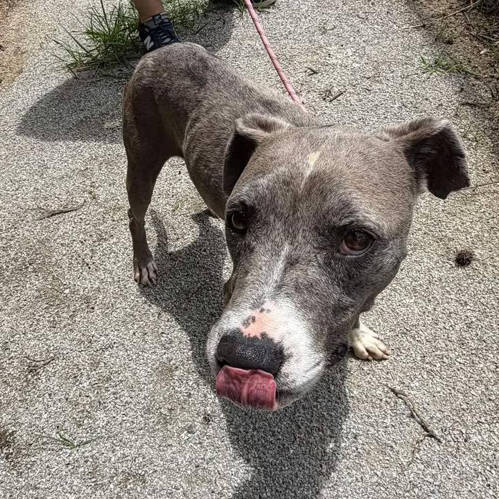 Enlarge Plinko, a Adoptable Mixed Breed in Jeffersonville, IN image 1/6