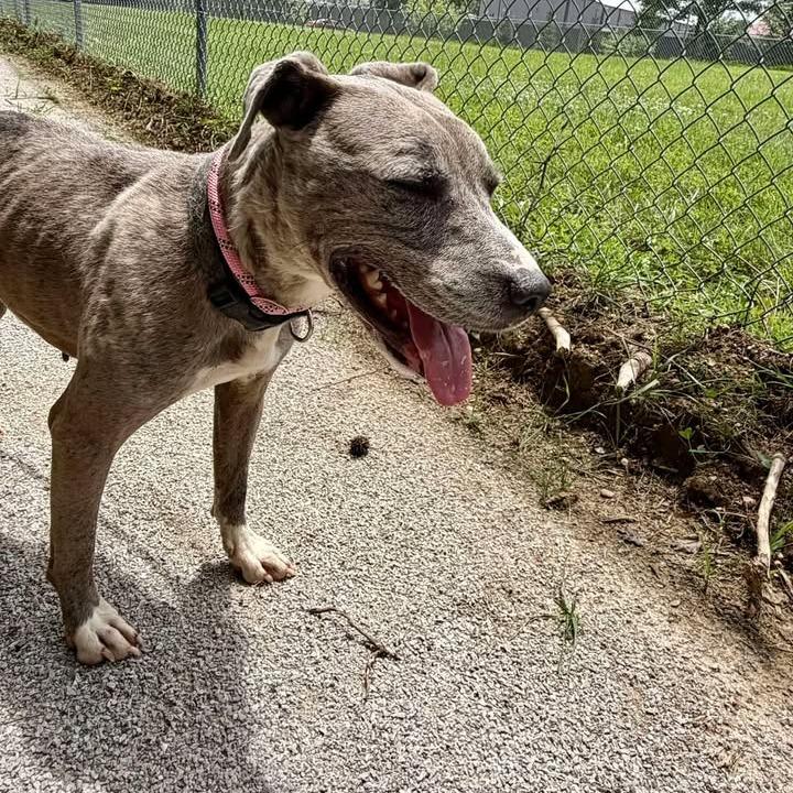 Enlarge Plinko, a Adoptable Mixed Breed in Jeffersonville, IN image 2/6