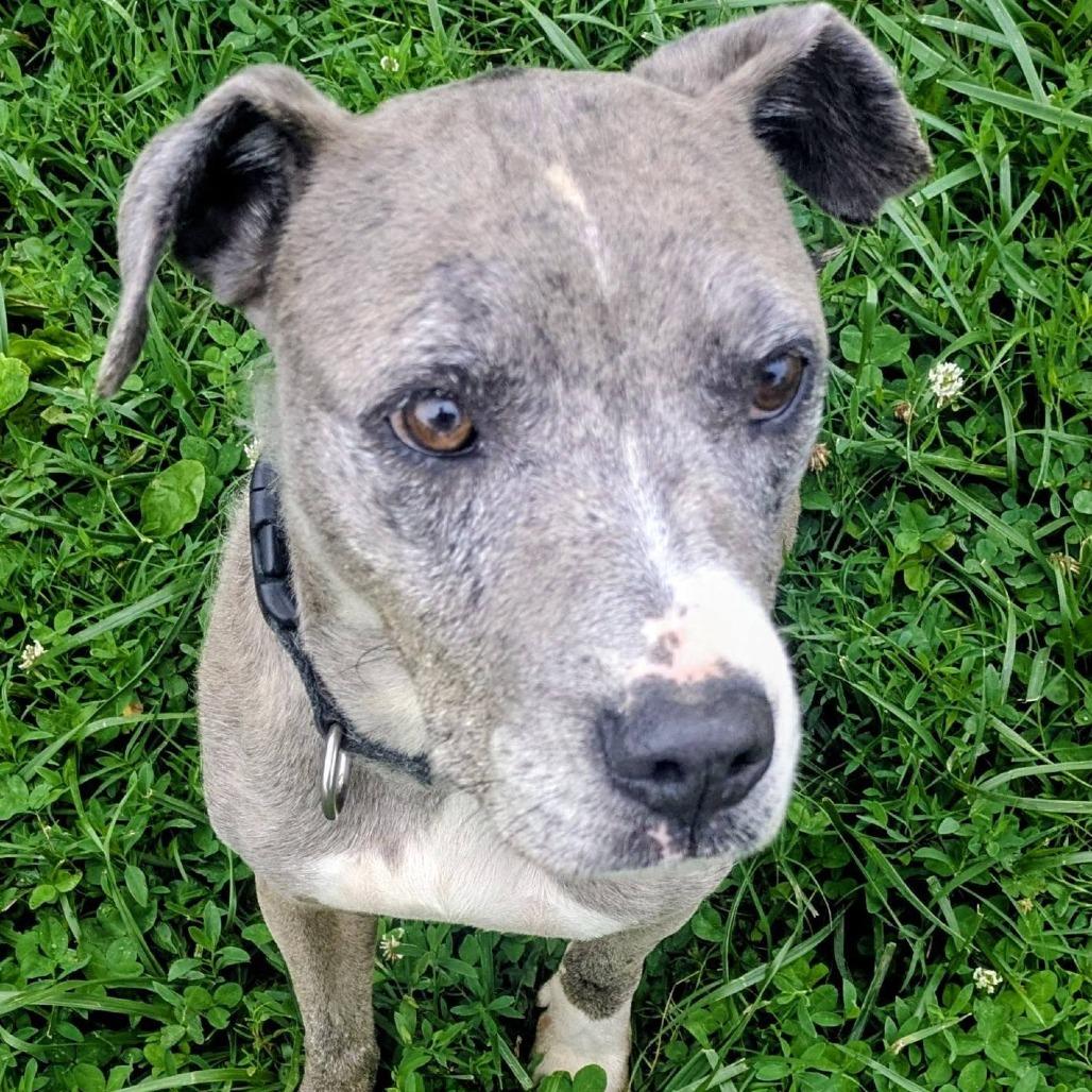 Enlarge Plinko, a Adoptable Mixed Breed in Jeffersonville, IN image 3/6