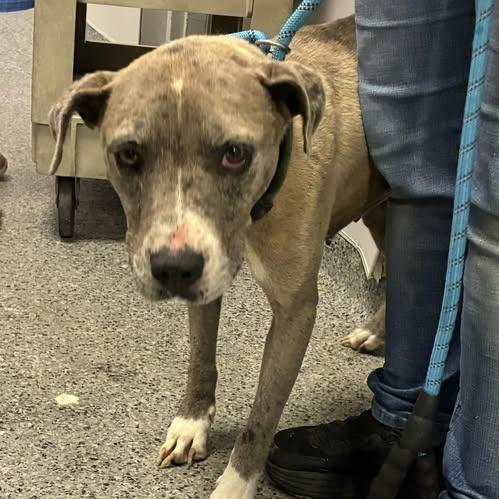 Enlarge Plinko, a Adoptable Mixed Breed in Jeffersonville, IN image 4/6