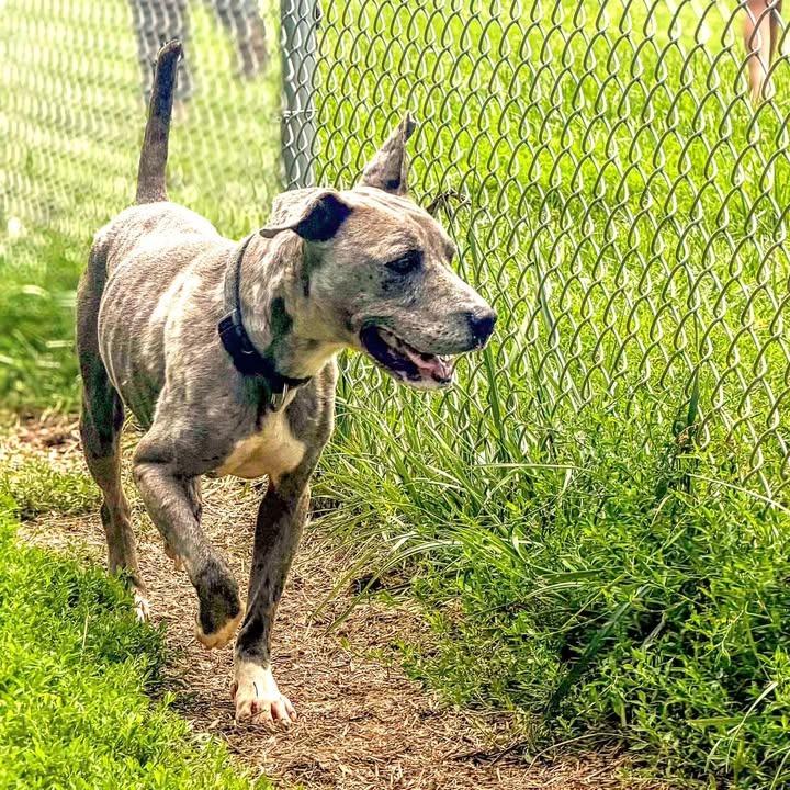 Enlarge Plinko, a Adoptable Mixed Breed in Jeffersonville, IN image 5/6