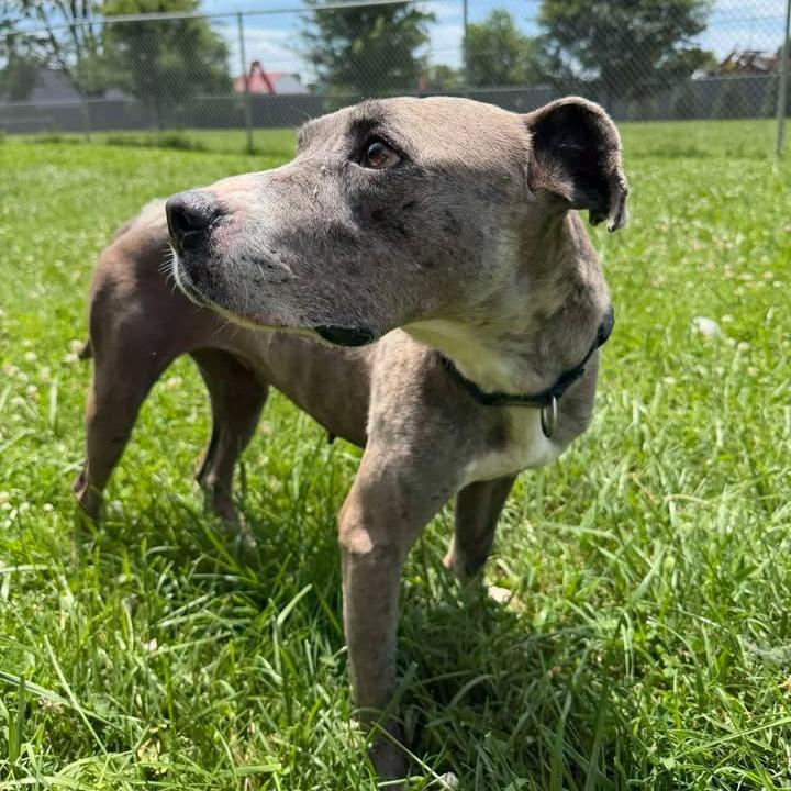 Enlarge Plinko, a Adoptable Mixed Breed in Jeffersonville, IN image 6/6