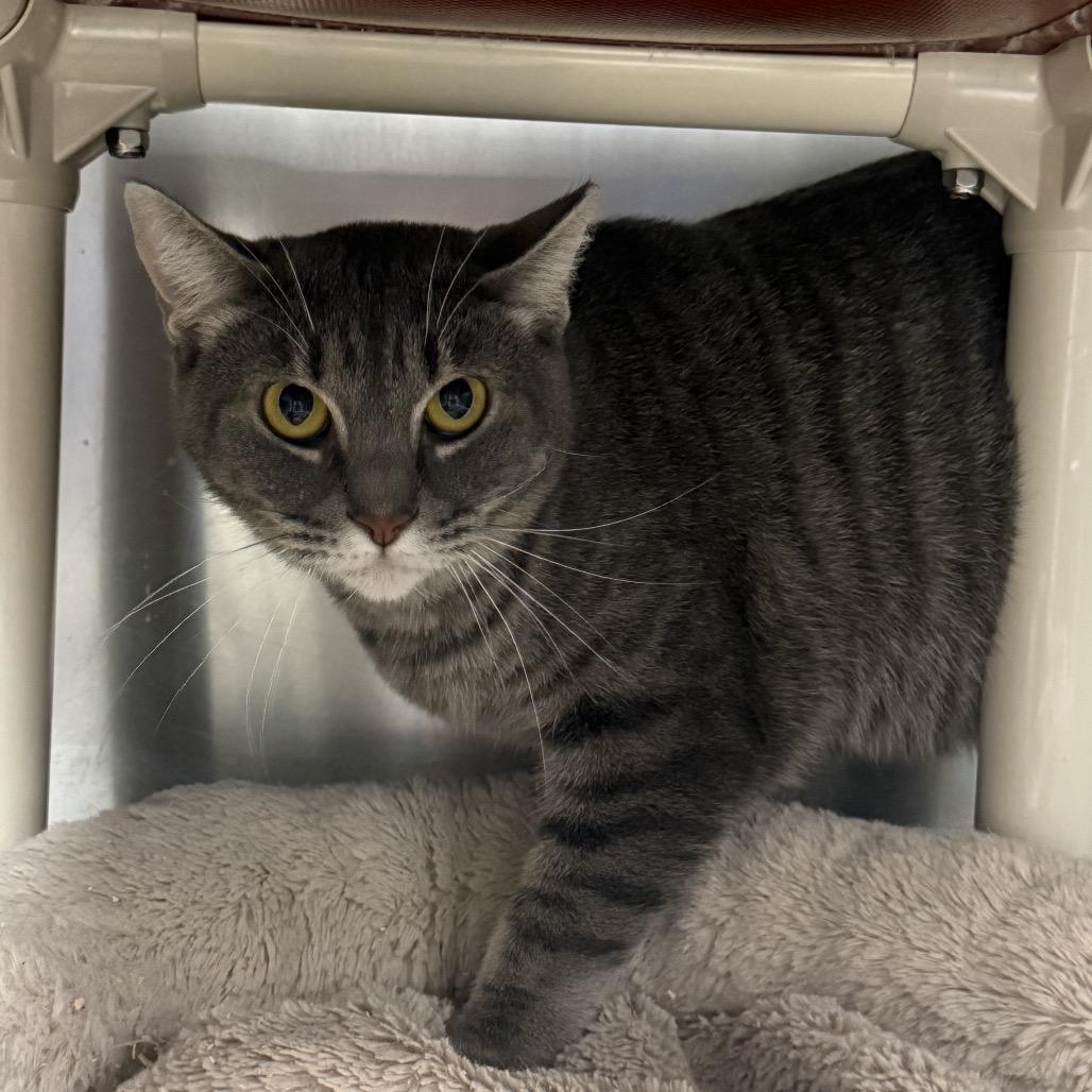 Enlarge Voodoo, a Adoptable Domestic Short Hair in Windsor, VA image 1/1