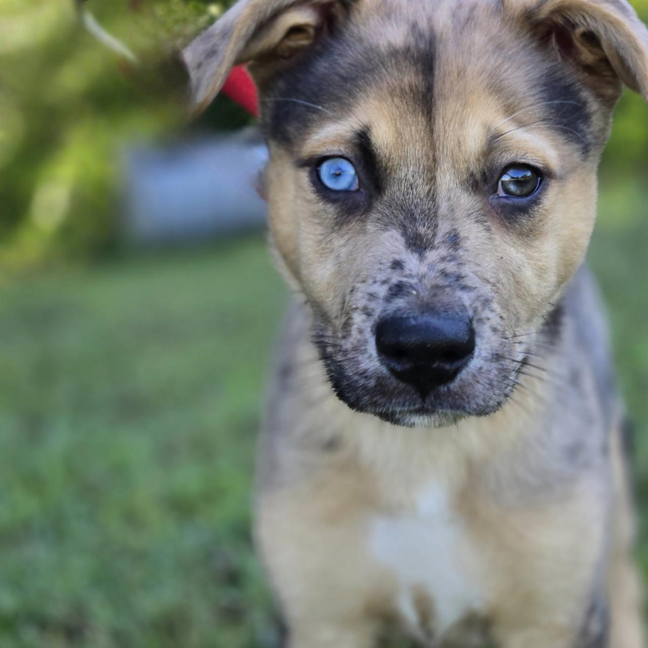 Zion, Adoptable, Puppy Male Mixed Breed.