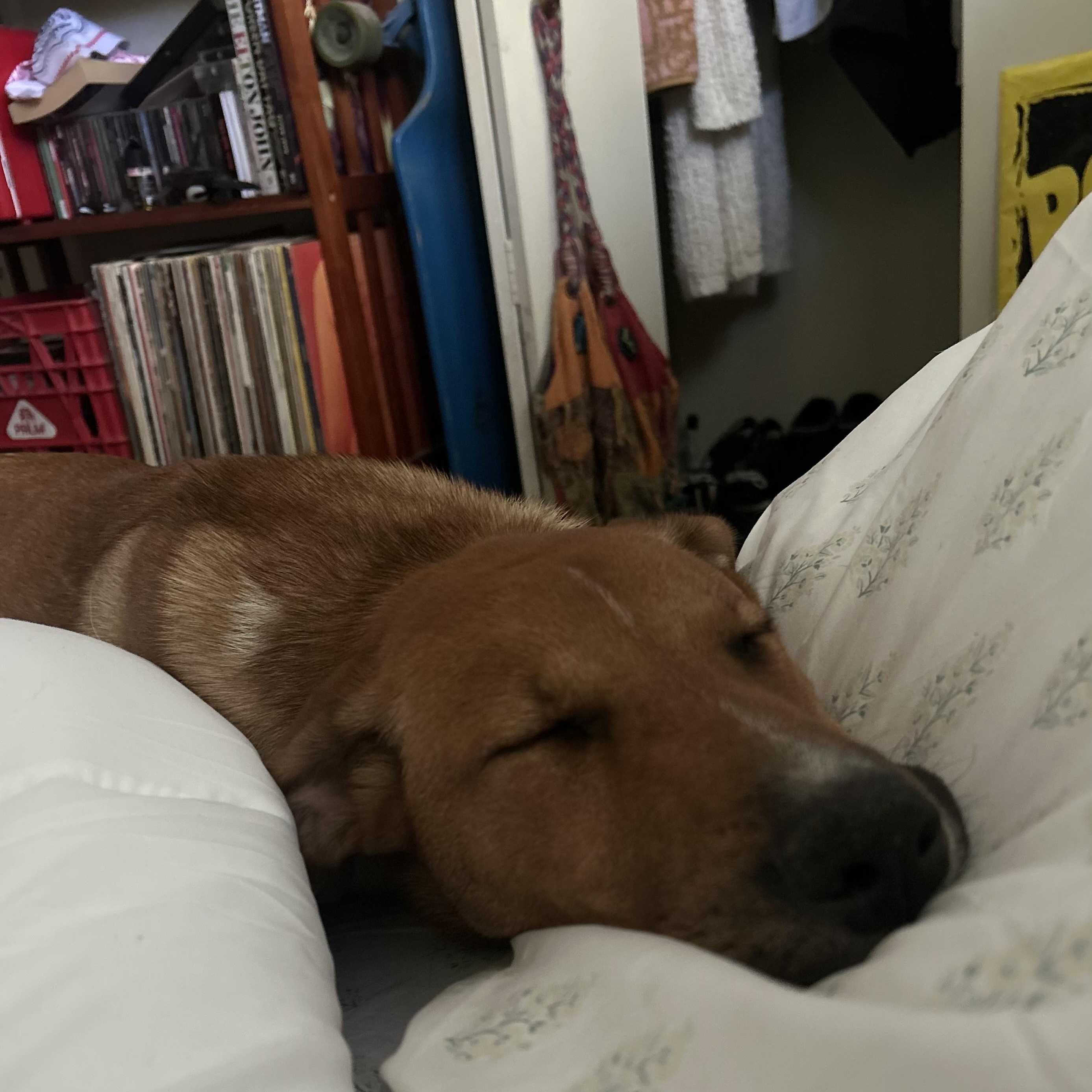 Aylah, a Adoptable Mixed Breed in Saskatoon, SK image 2/4