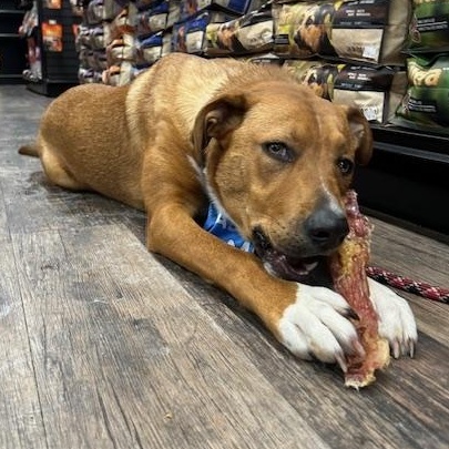 Enlarge Aylah, an adoptable Mixed Breed in Saskatoon, SK image 2/6