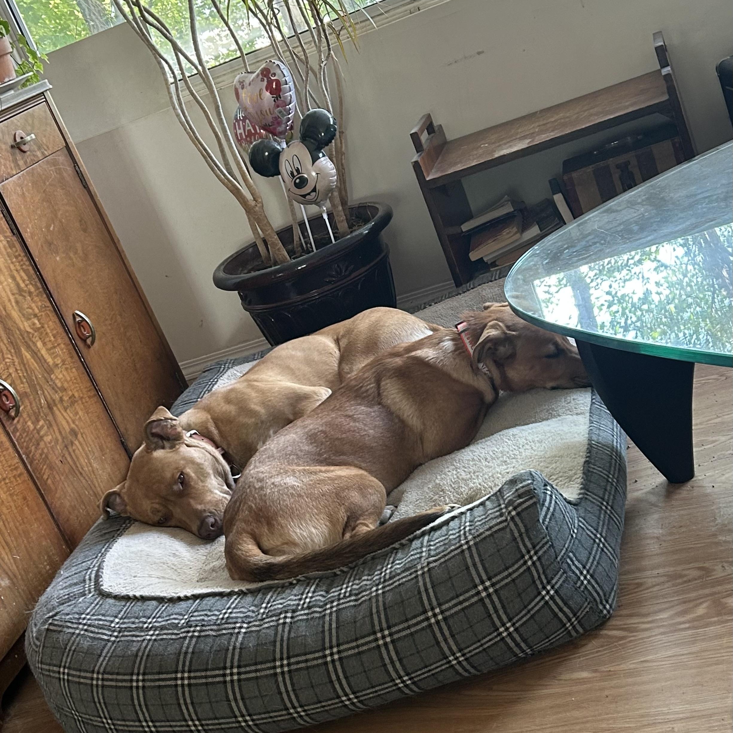 Aylah, an adoptable Mixed Breed in Saskatoon, SK, S7H 0W2 | Photo Image 4