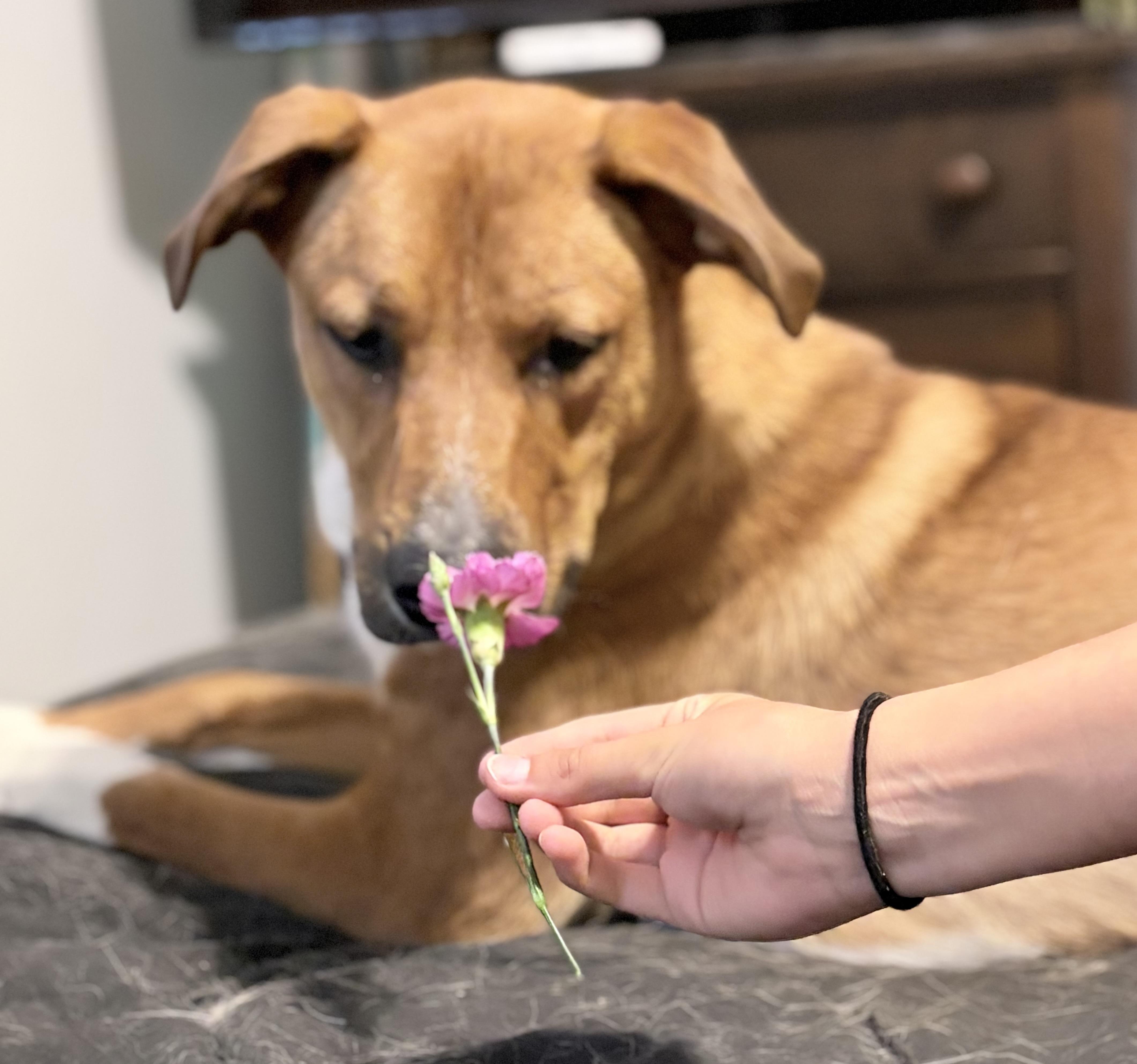 Aylah, an adoptable Mixed Breed in Saskatoon, SK image 3/6