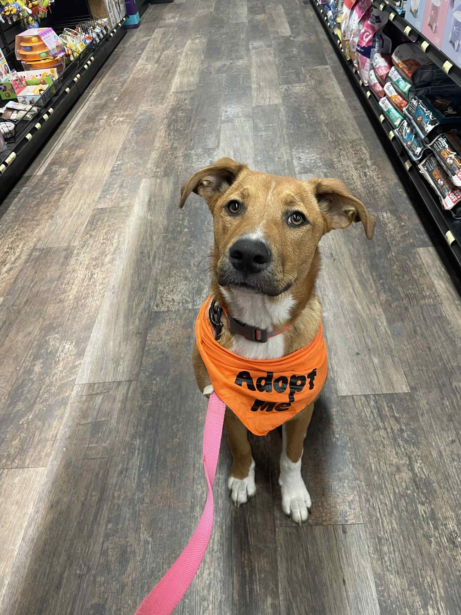 Aylah, an adoptable Mixed Breed in Saskatoon, SK, S7H 0W2 | Photo Image 1