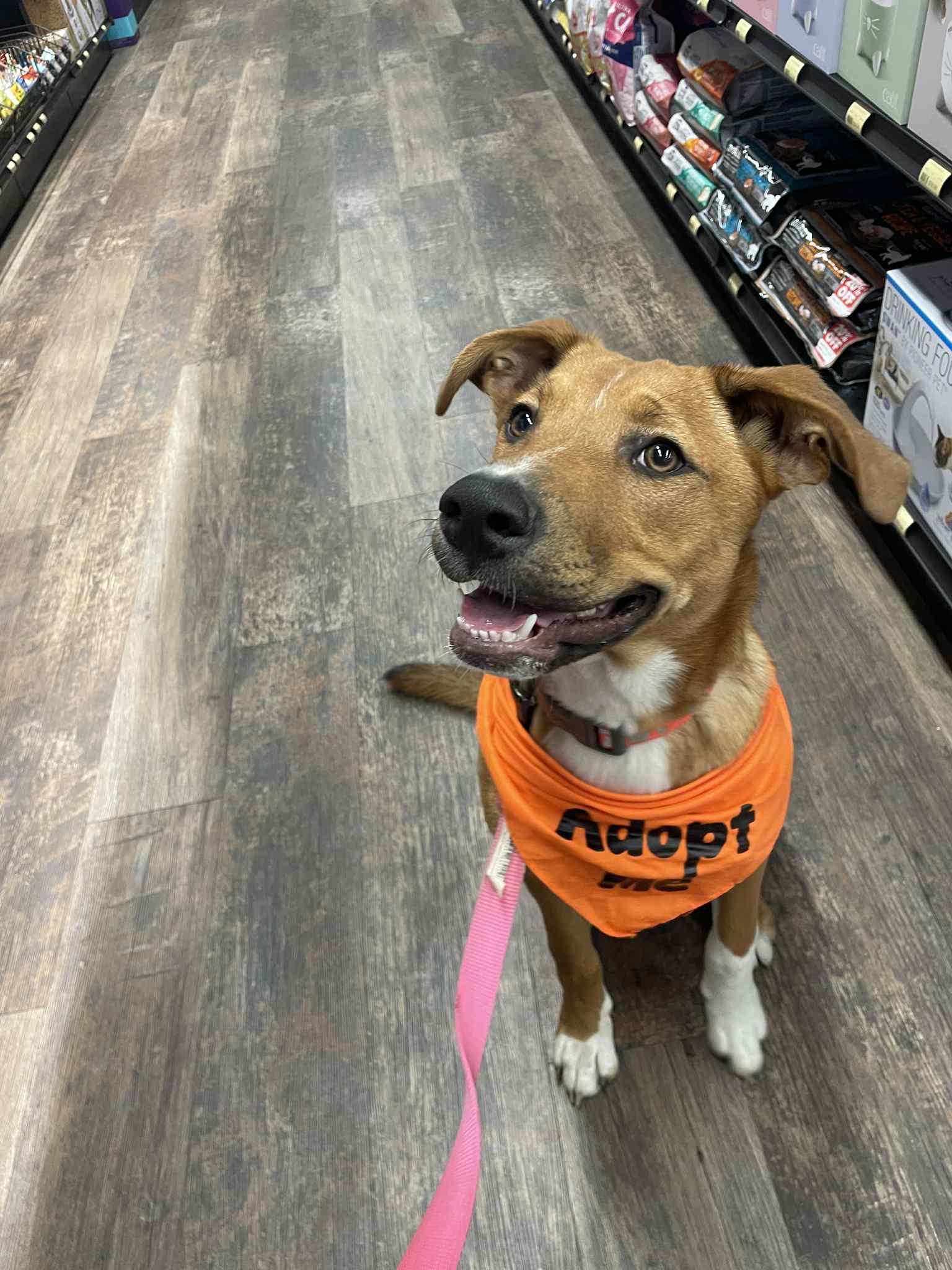 Aylah, an adoptable Mixed Breed in Saskatoon, SK, S7H 0W2 | Photo Image 5