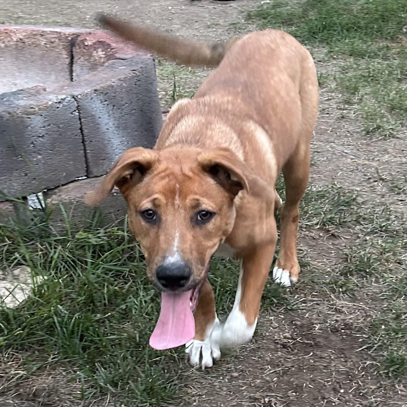 Aylah, an adoptable Mixed Breed in Saskatoon, SK, S7H 0W2 | Photo Image 2