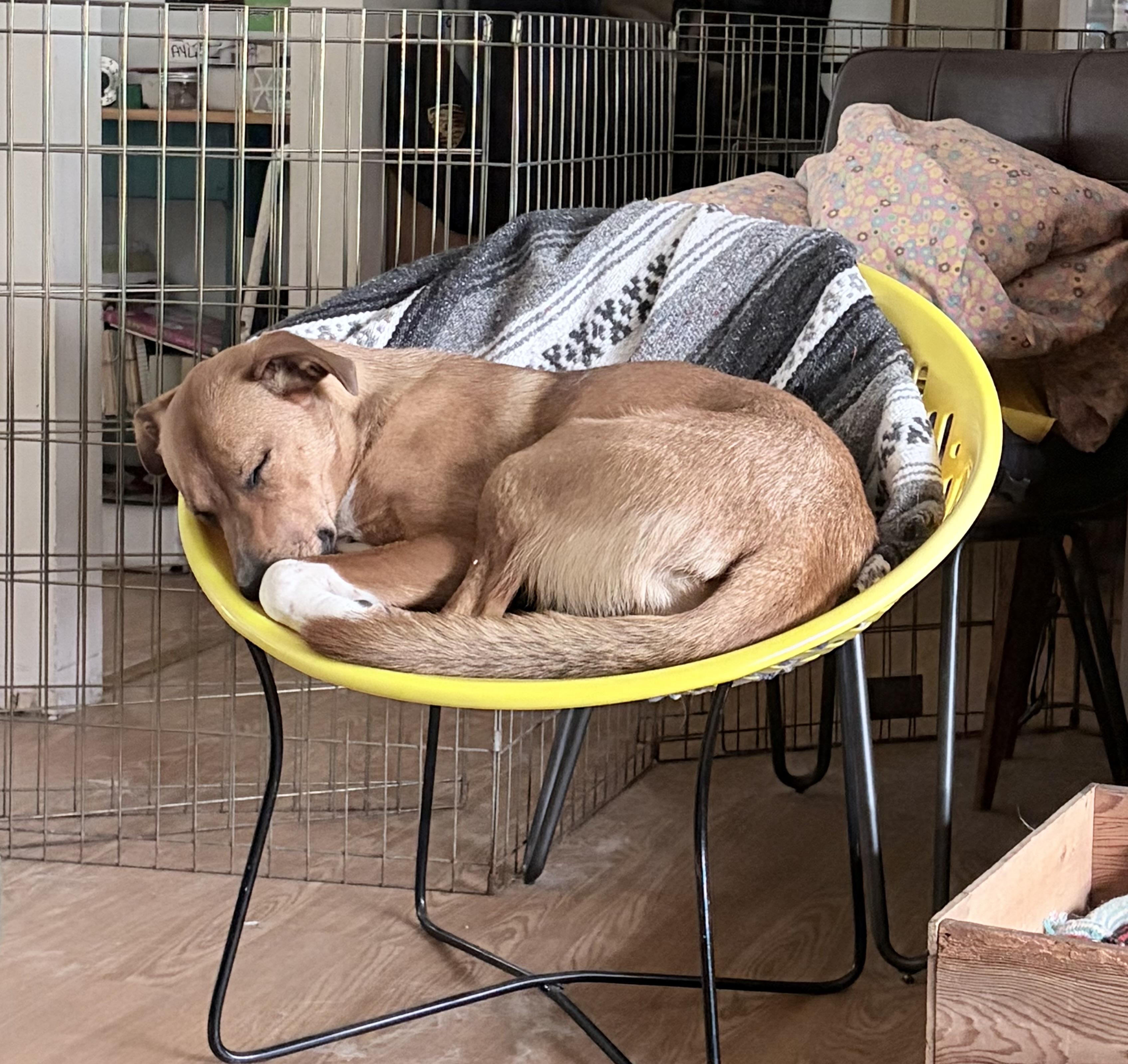 Aylah, an adoptable Mixed Breed in Saskatoon, SK image 2/6