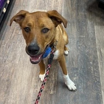 Aylah, adoptable, Young Female Mixed Breed.