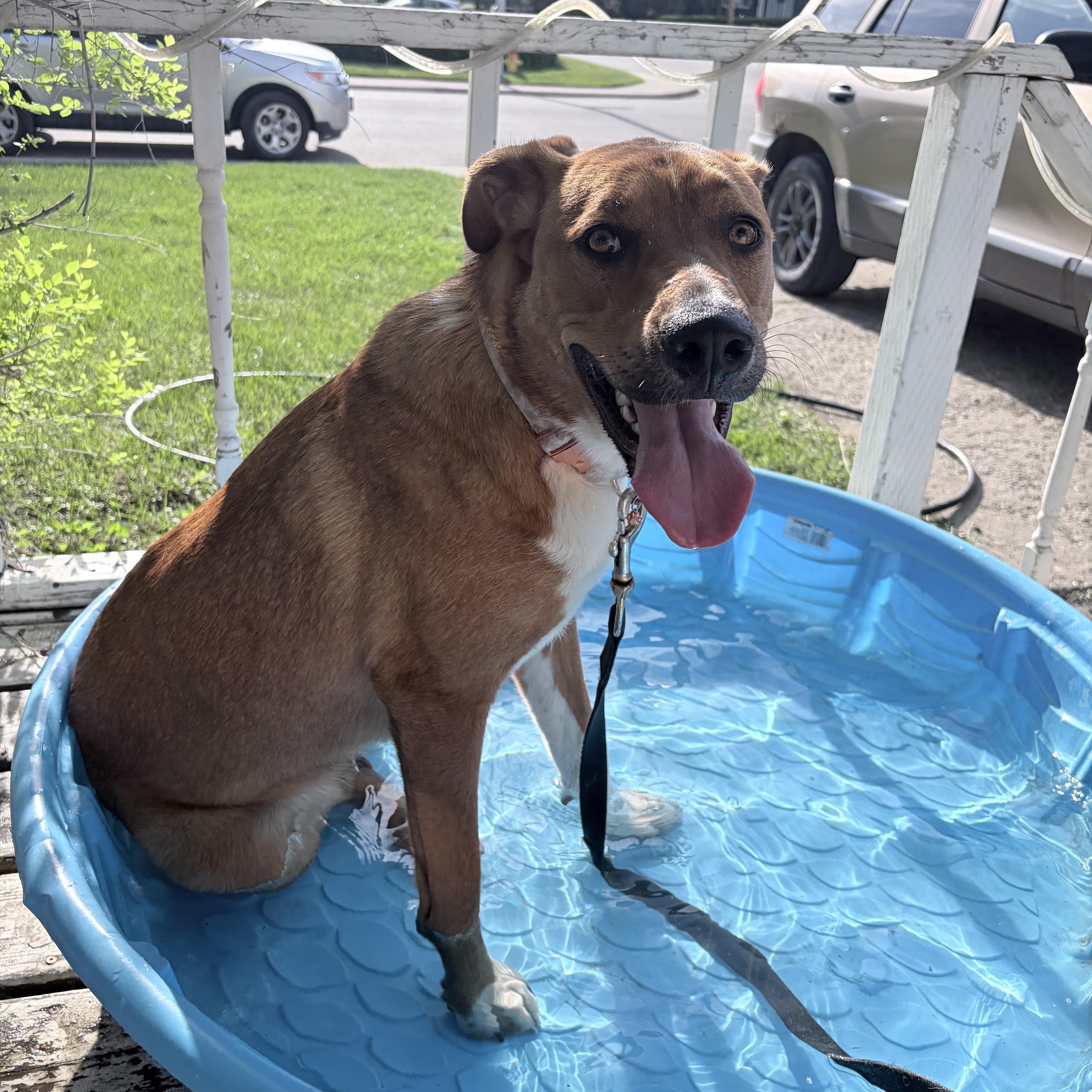 Aylah, adoptable, Young Female Mixed Breed.